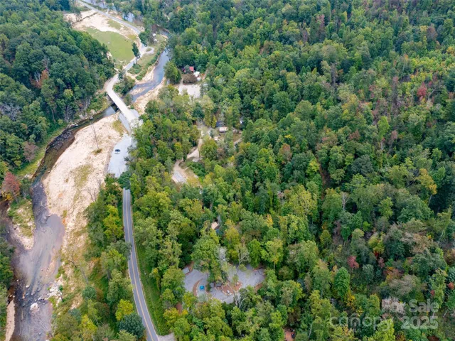 a view of a forest with a tree