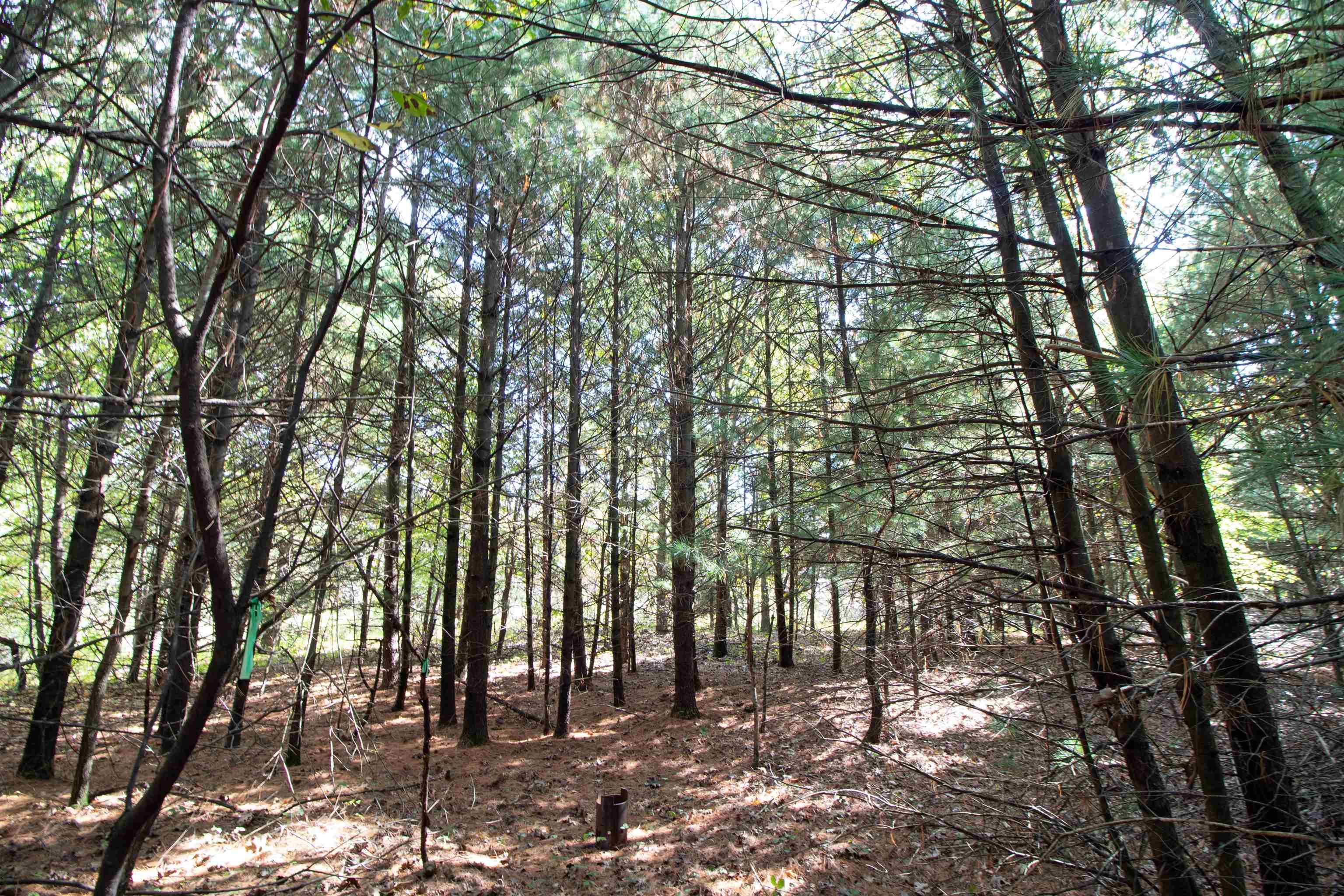 Lot 1 White Pine Spring Green Spring Green, WI 53588 - Photo 4 of 25 Gallery Image 4