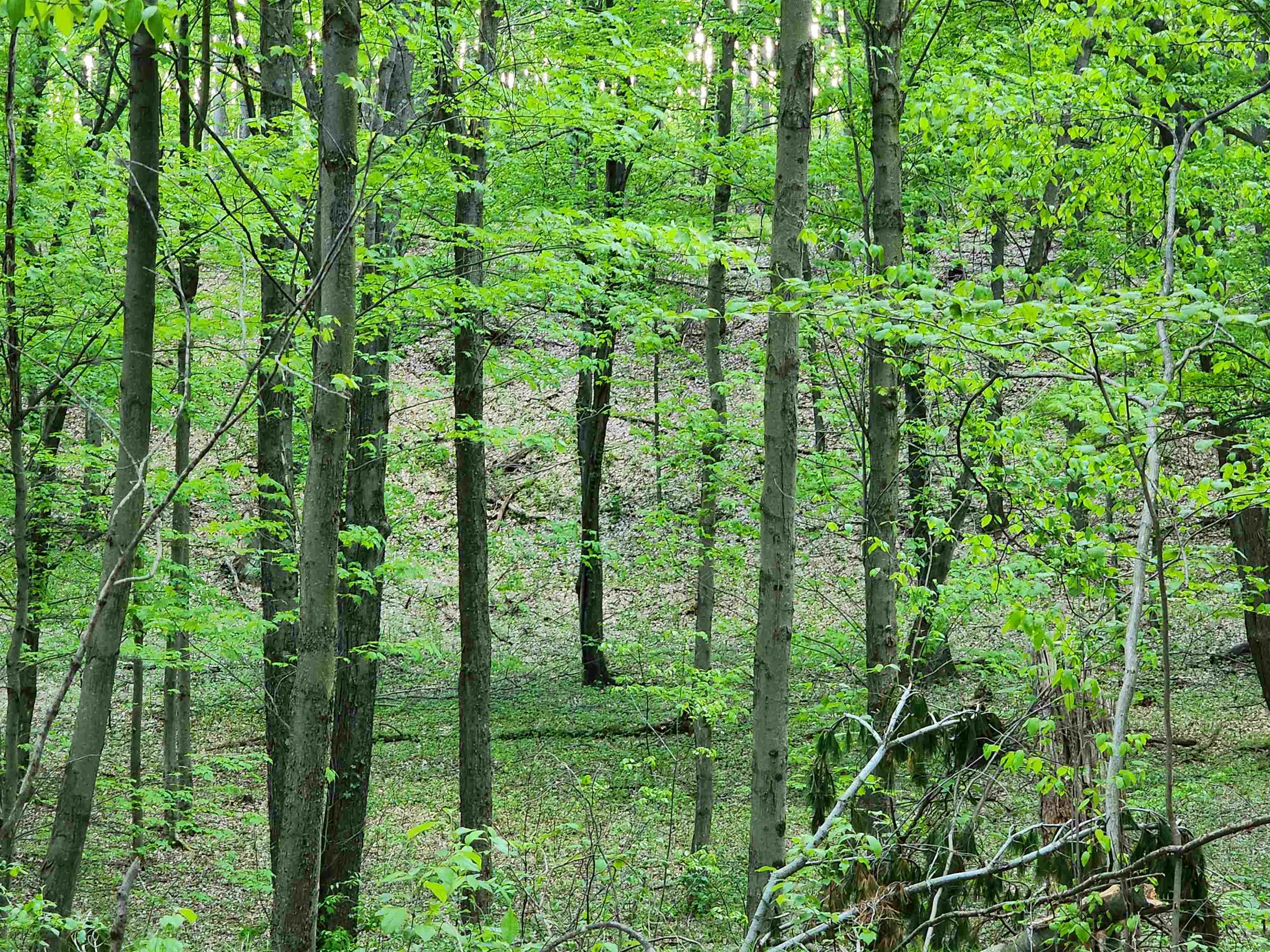 8378 Schmied Road Vestaburg, MI 48891 - Photo 37 of 53