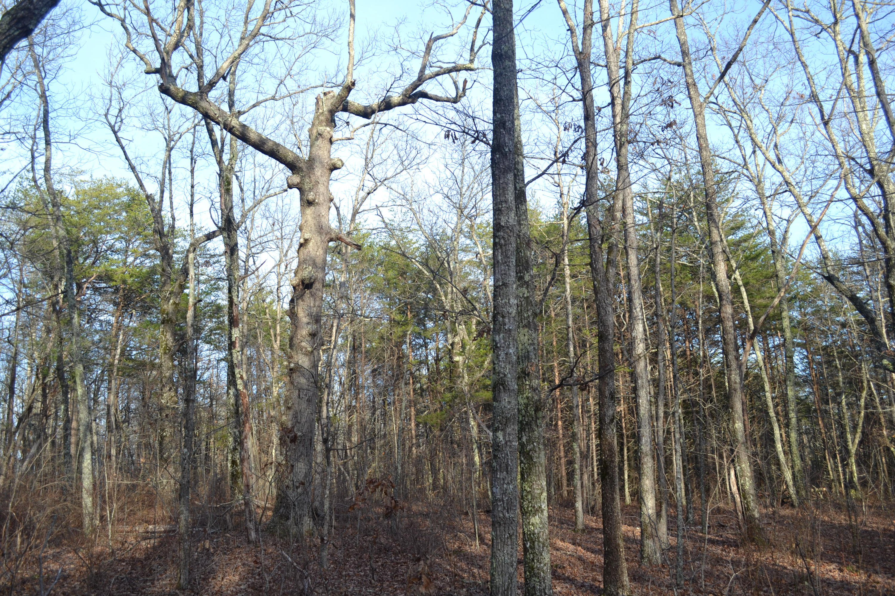 10.5-ac Window Rock Road Dunlap, TN 37327 - Photo 1 of 5 16