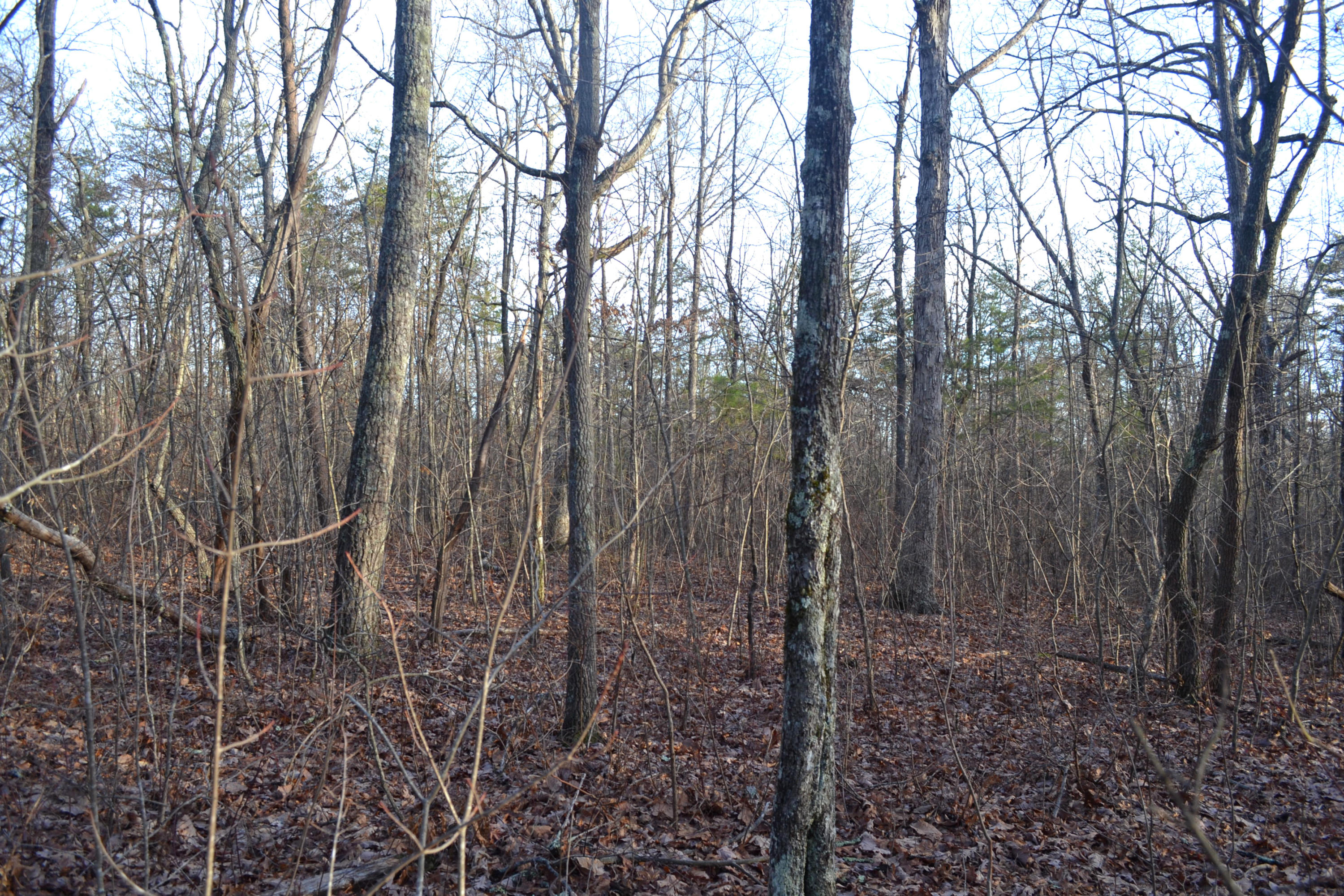 10.5-ac Window Rock Road Dunlap, TN 37327 - Photo 3 of 5 18