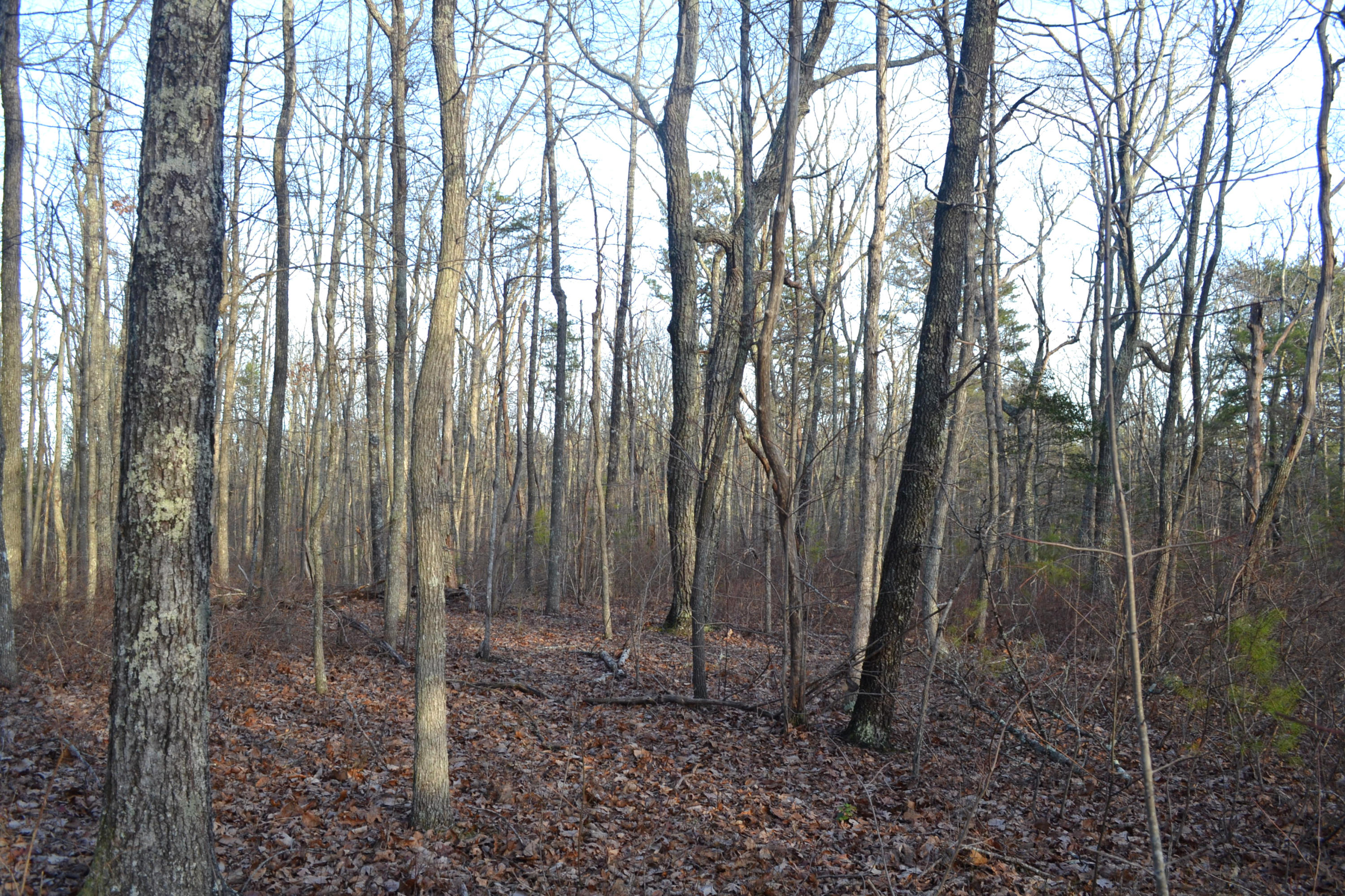 10.5-ac Window Rock Road Dunlap, TN 37327 - Photo 5 of 5 20
