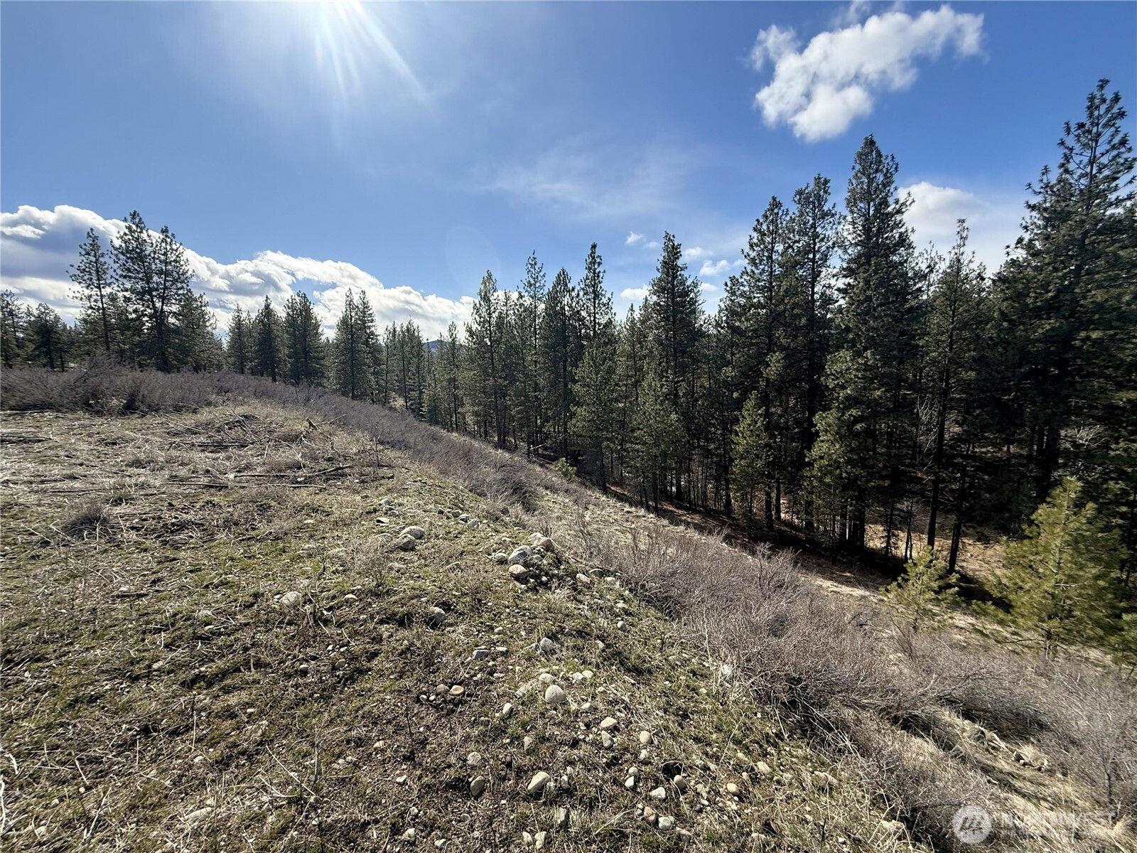 40-tbd Rabbit House Road Winthrop, WA 98862 - Photo 12 of 40 a view of a forest with a tree