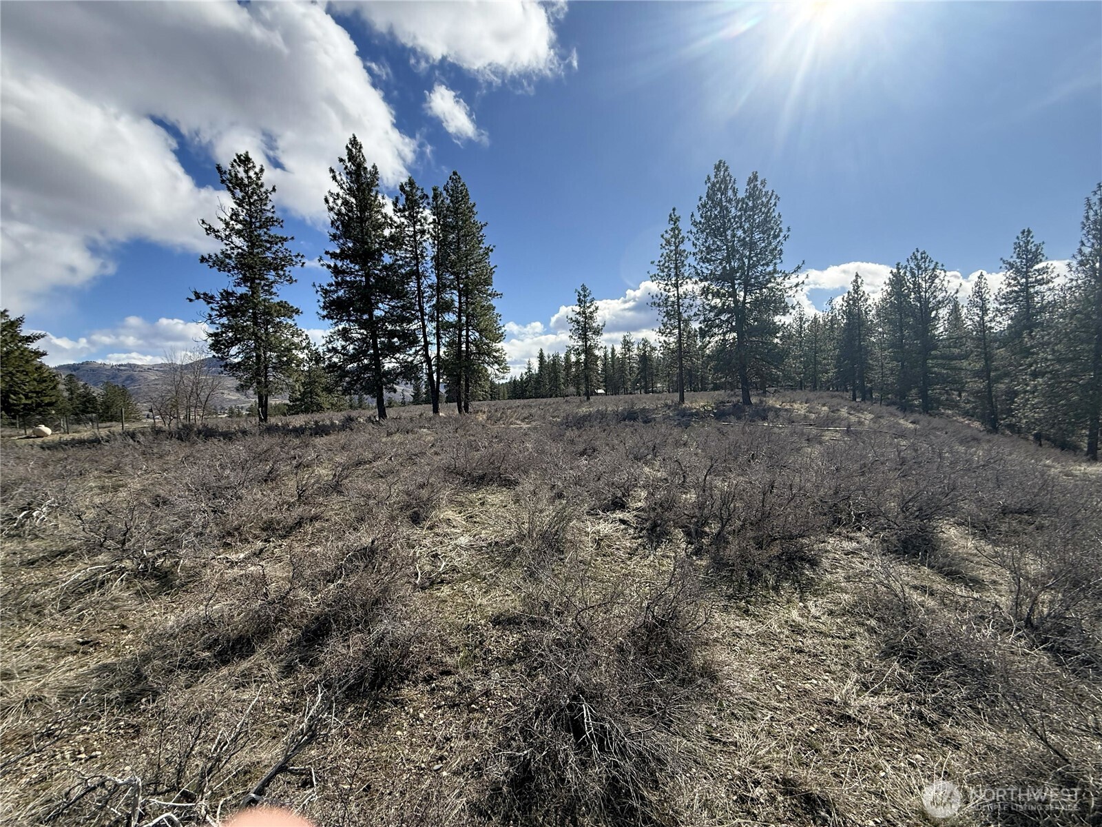 40-tbd Rabbit House Road Winthrop, WA 98862 - Photo 14 of 40 a view of a dry yard with trees