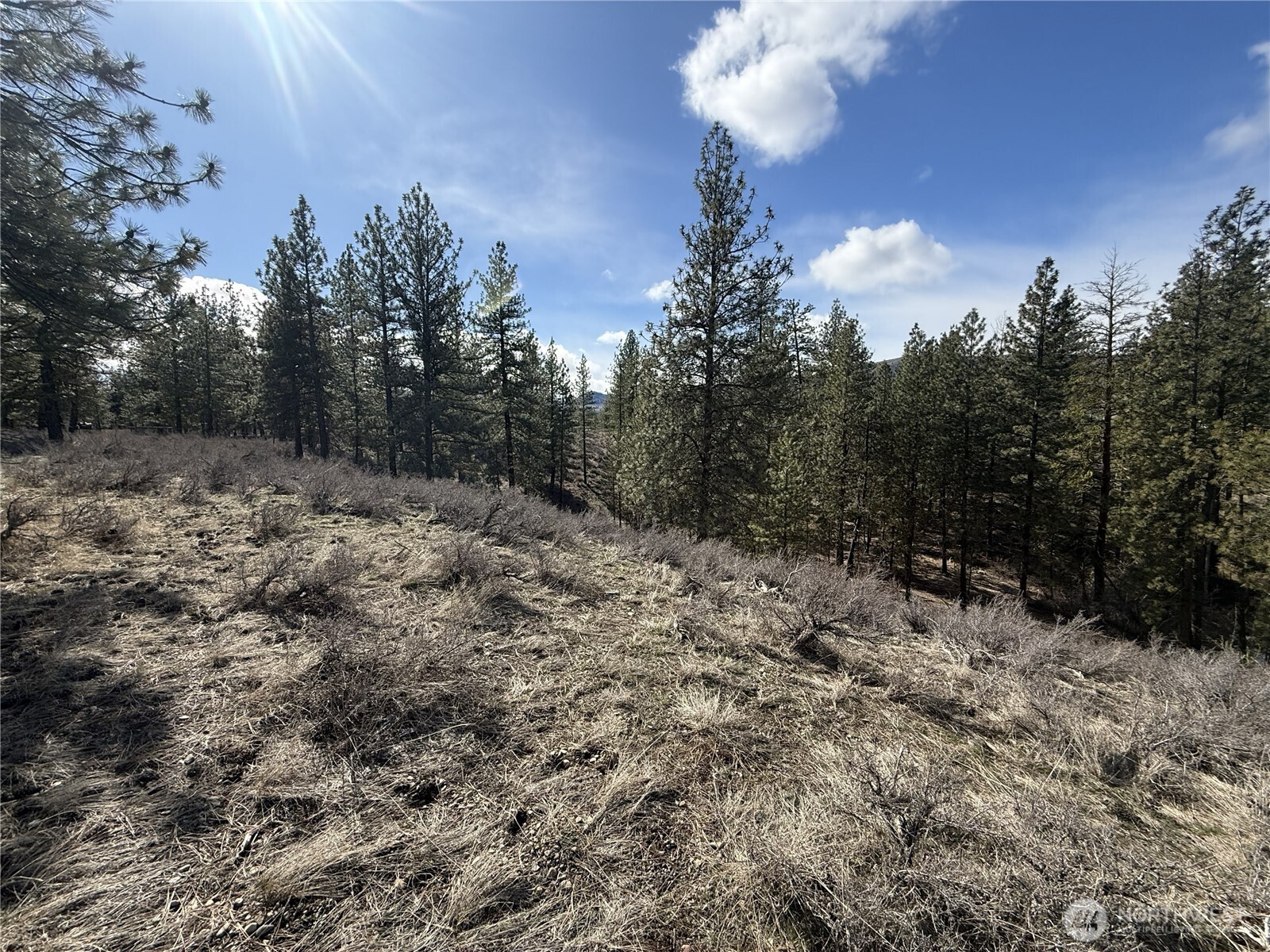 40-tbd Rabbit House Road Winthrop, WA 98862 - Photo 15 of 40 a view of a dry yard with trees