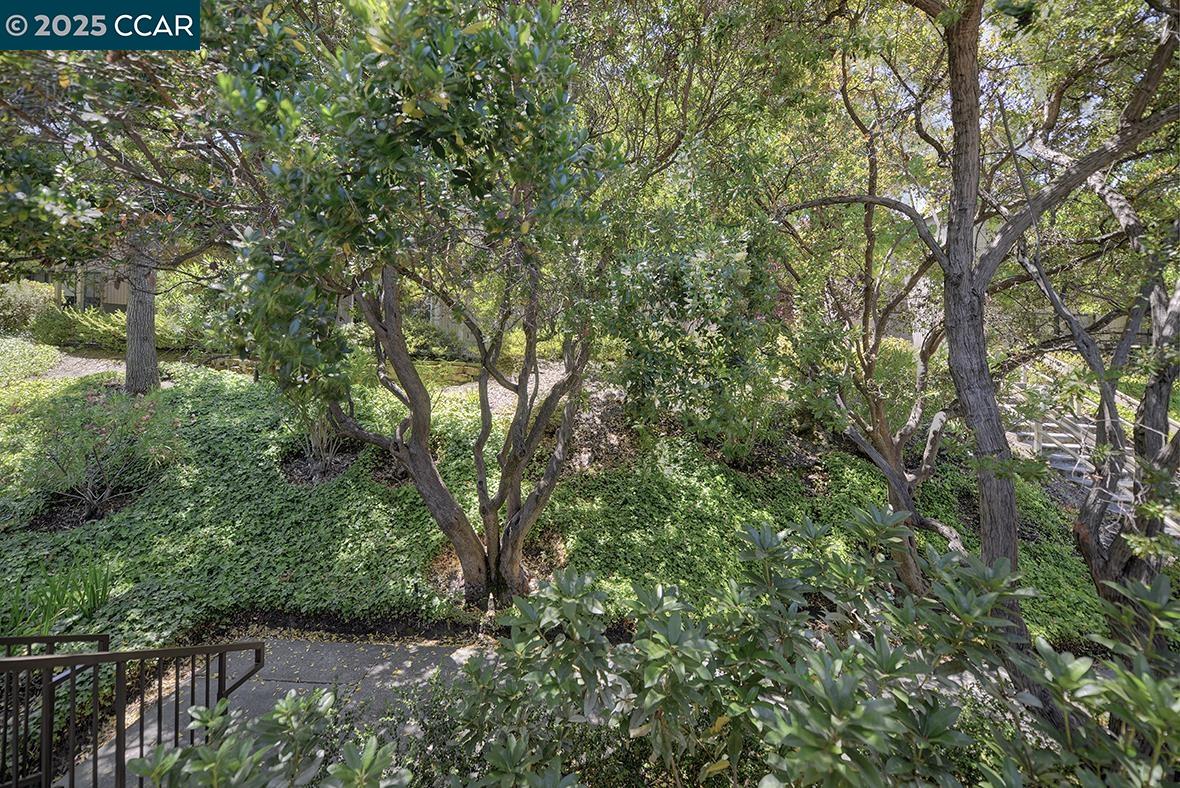 1333 Singingwood Court, Unit 1 Walnut Creek, CA 94595 - Photo 2 of 34 a view of a forest with a lake