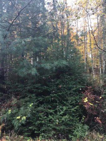 $299,999 | W6150 Steffens Lane, Pembine, WI 54156