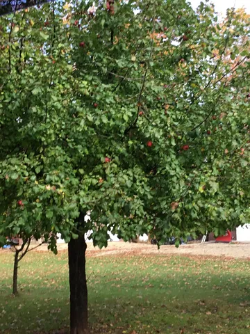 $360,000 | W6150 Steffens Lane, Pembine, WI 54156