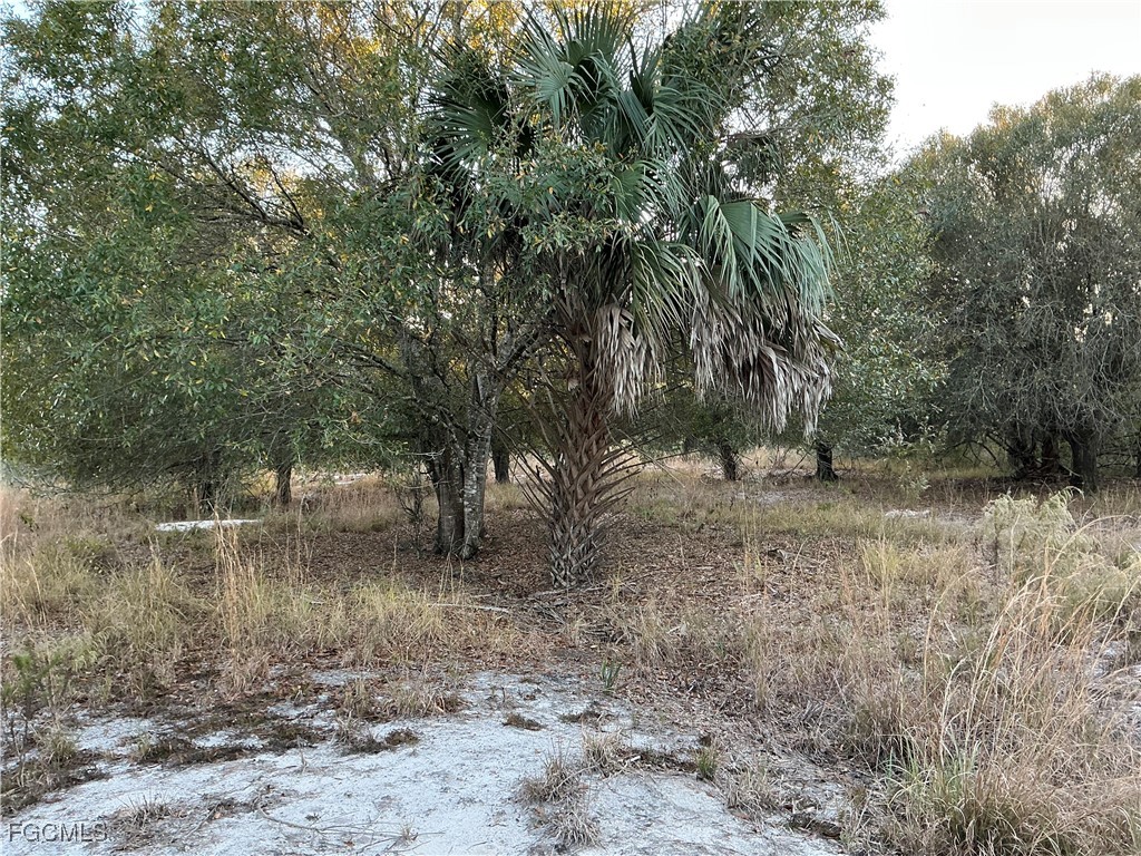 5801 4th Road LaBelle, FL 33935 - Photo 4 of 6 a view of a forest with trees in the background