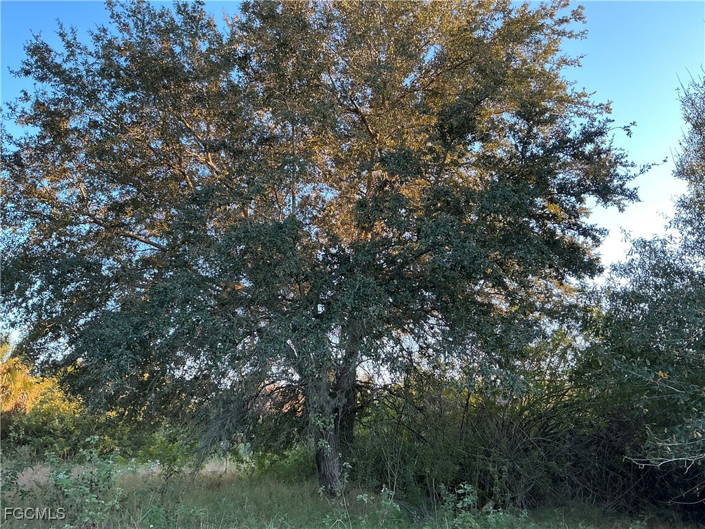 5801 4th Road LaBelle, FL 33935 - Photo 5 of 6 a view of a tree