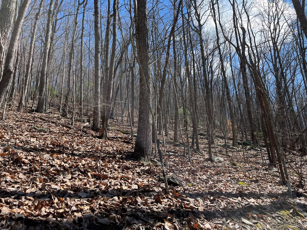Tbd Treehouse Trail Murphy, NC 28906 - Photo 4 of 9