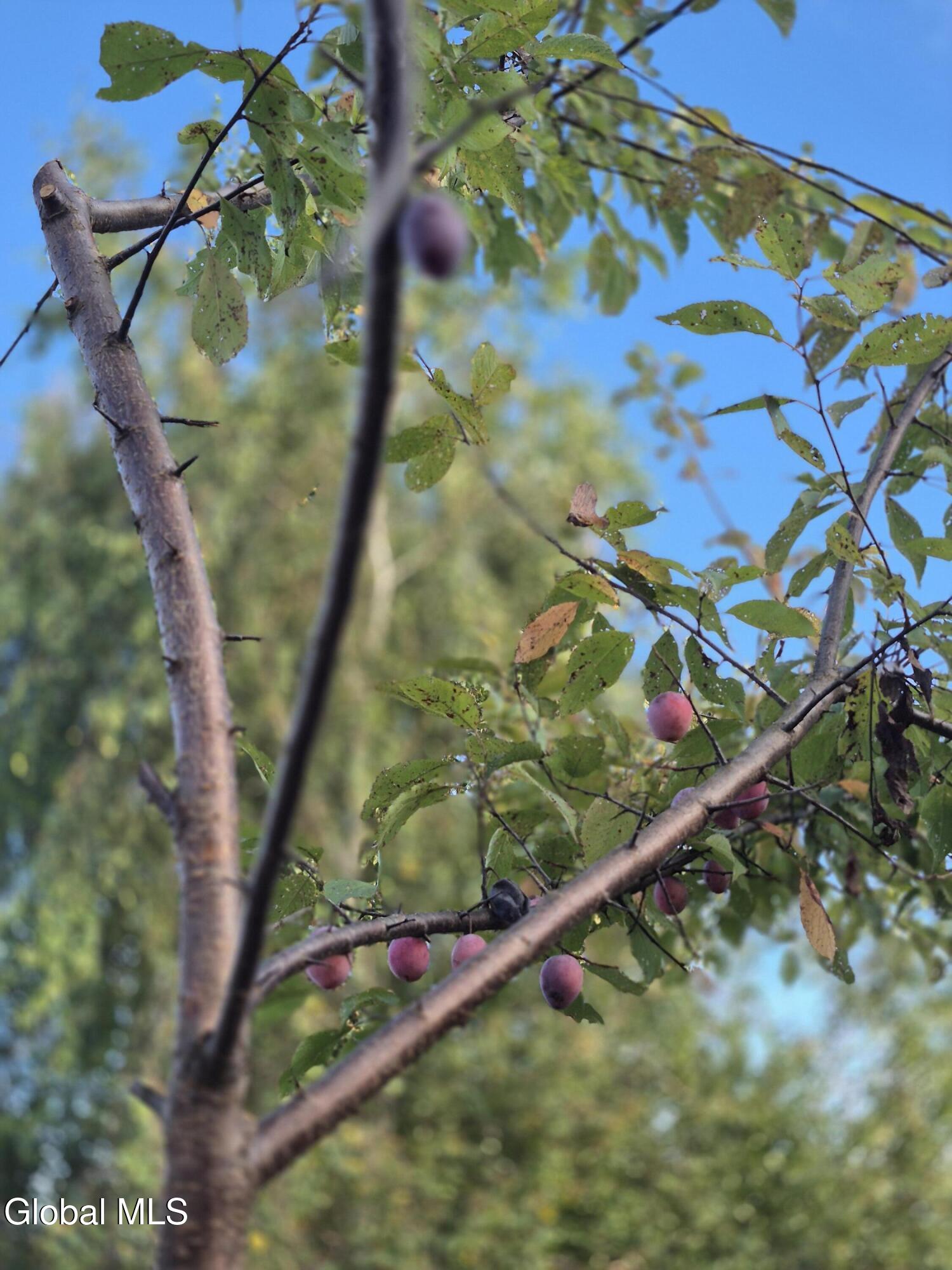 217 Keesler Corners Road Fort Plain, NY 13339 - Photo 40 of 47 20250917_180232