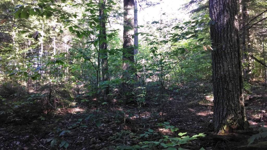 2.63 Lakeside Road Island Falls, ME 04747 - Photo 4 of 7 20180816180840095300000000-o