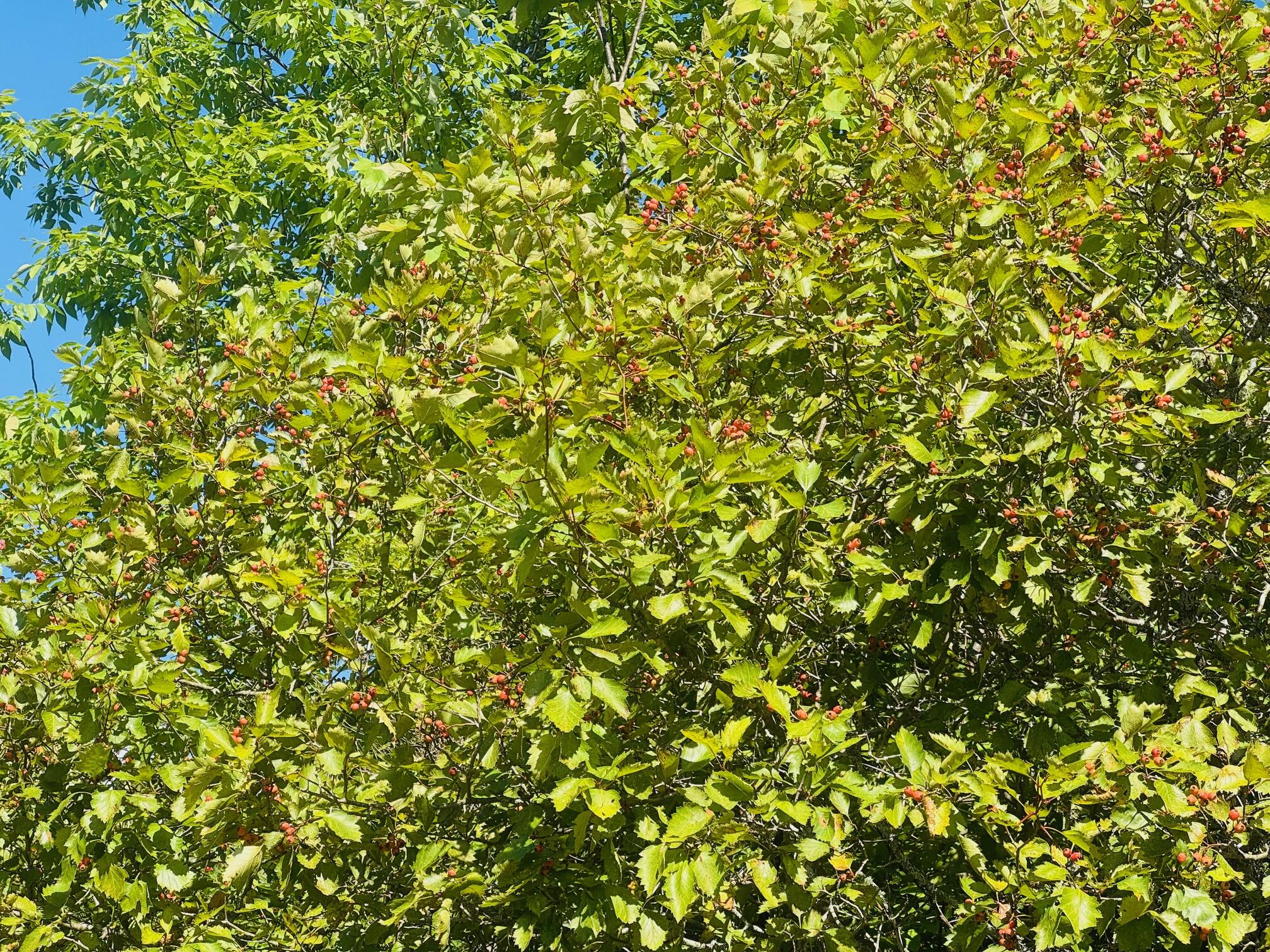 19-b & 19c Waters Road Patten, ME 04765 - Photo 9 of 14 IMG_1704