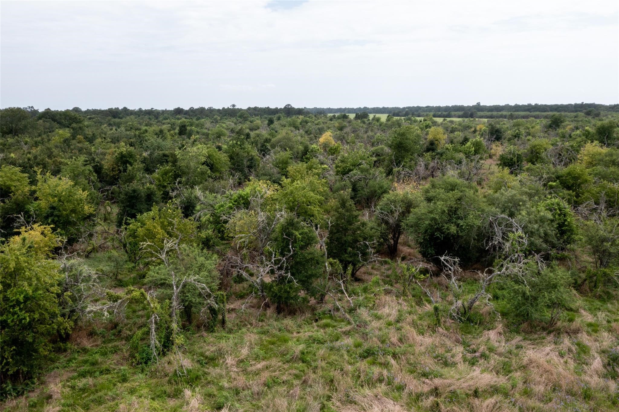 a view of a field of grass and trees