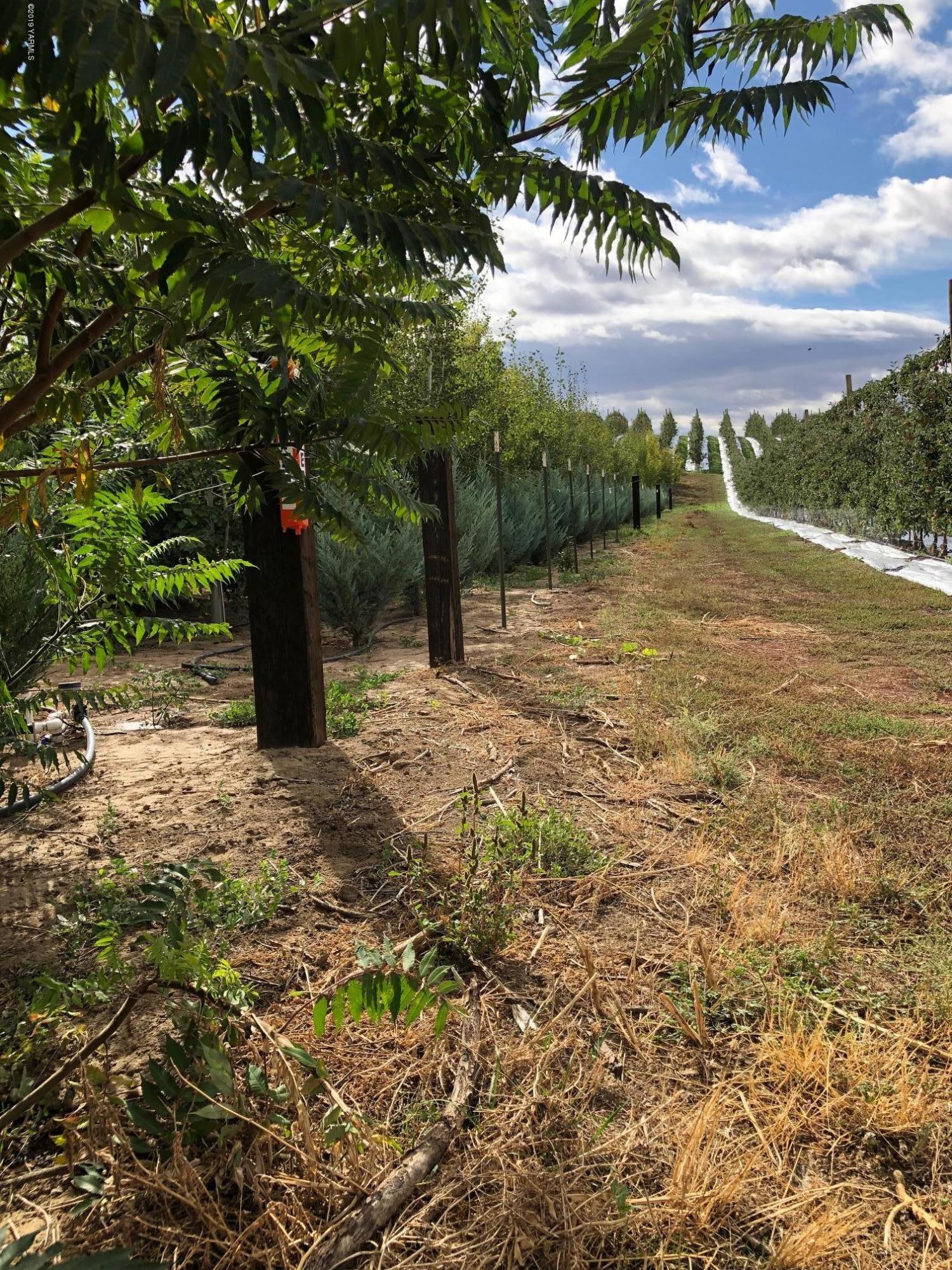 250 Rudd Road Tieton, WA 98947 - Photo 26 of 29 a big yard with lots of green space