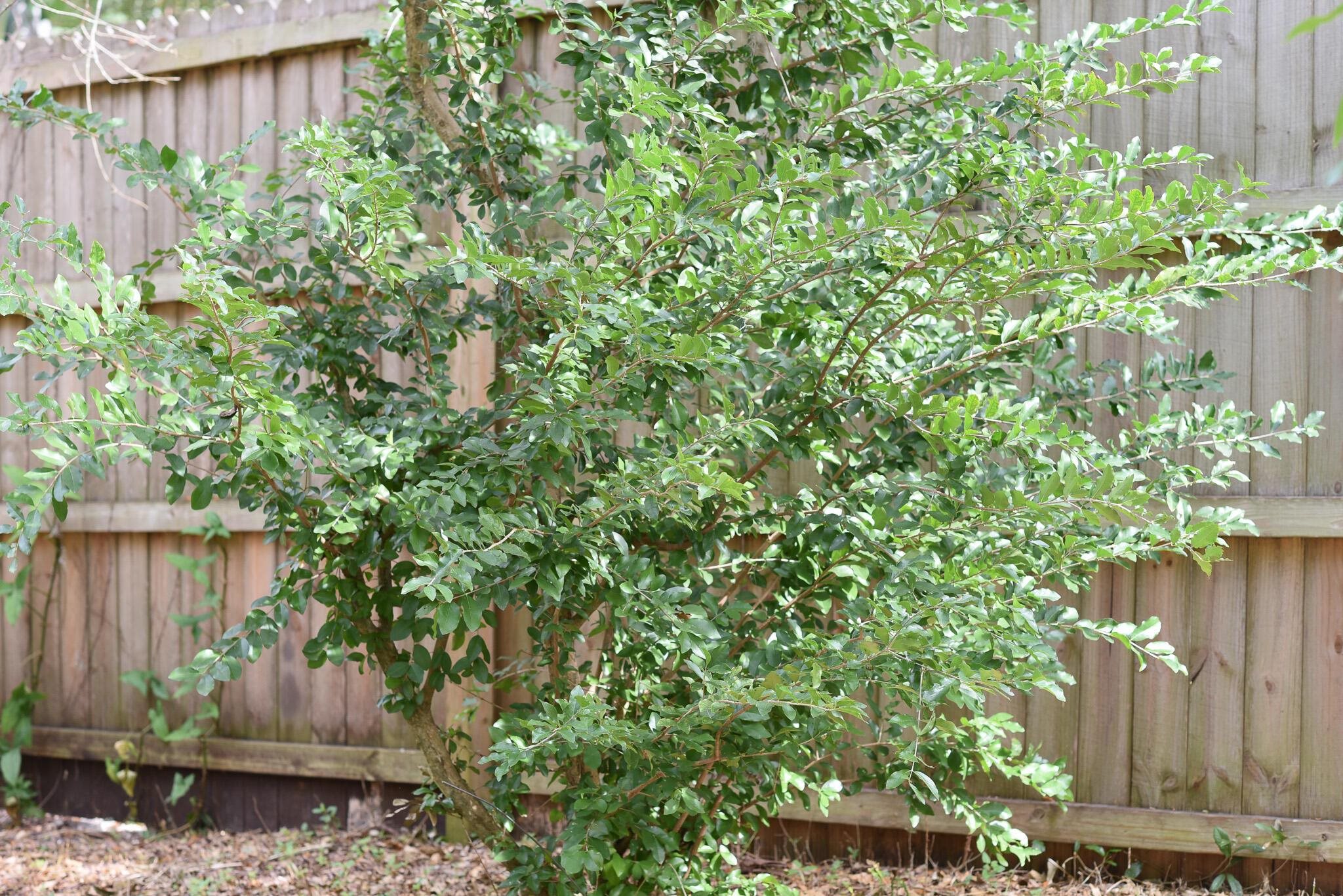 497 Pyrus Street St. Augustine, FL 32080 - Photo 30 of 36 a backyard of a house with lots of green space