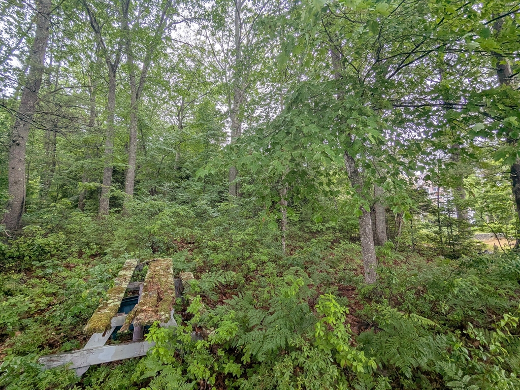 0 Winding Cove Road Ashburnham, MA 01430 - Photo 6 of 8 a view of a forest with a tree