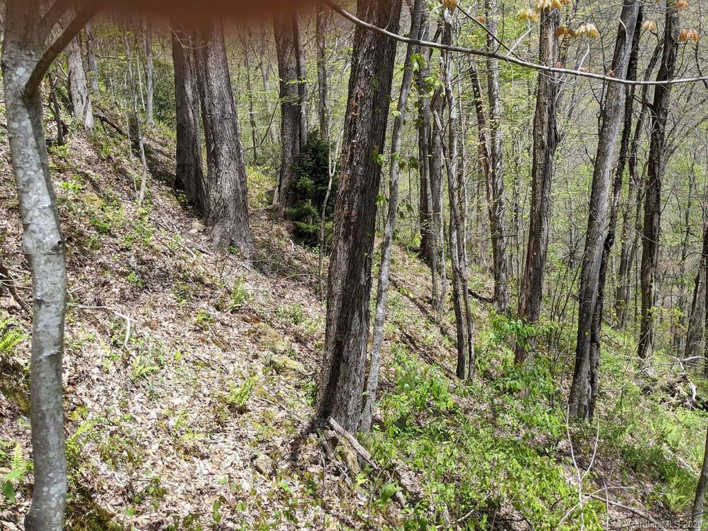 0 Hurricane Rdg Trace, Unit 1 Clyde, NC 28721 - Photo 5 of 11 a view of a yard with plants and large trees