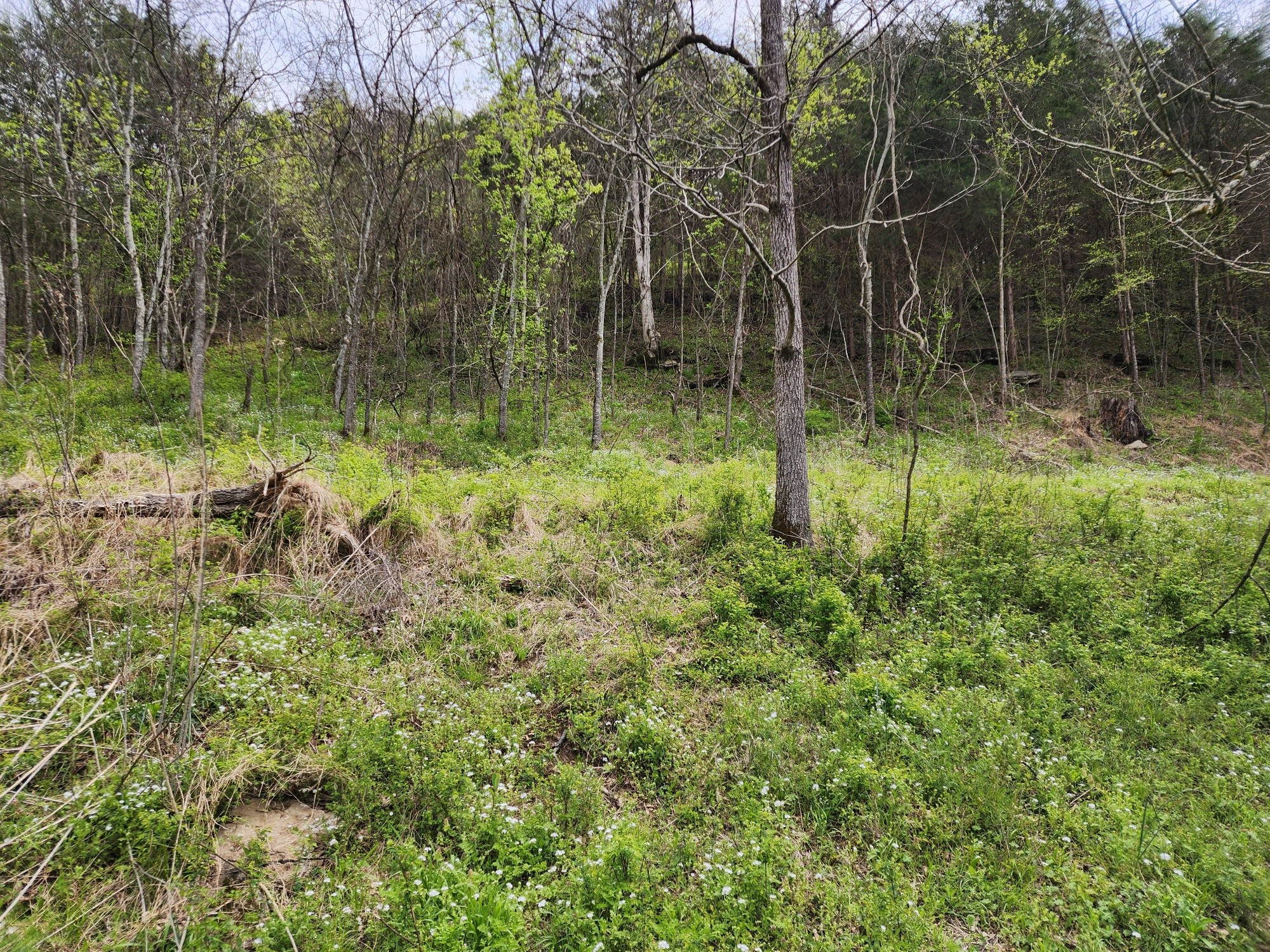 2667 Sycamore Valley Road Lafayette, TN 37083 - Photo 8 of 26 a view of a garden