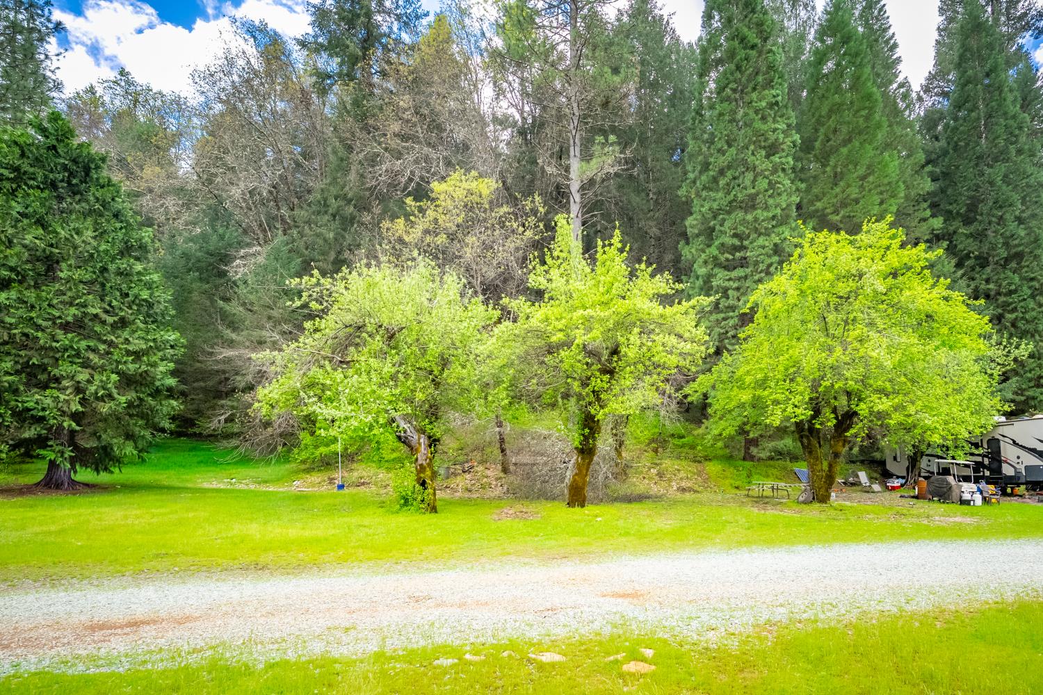 7250 Mitchell Mill Road Wilseyville, CA 95257 - Photo 23 of 56 a view of yard with swimming pool and trees