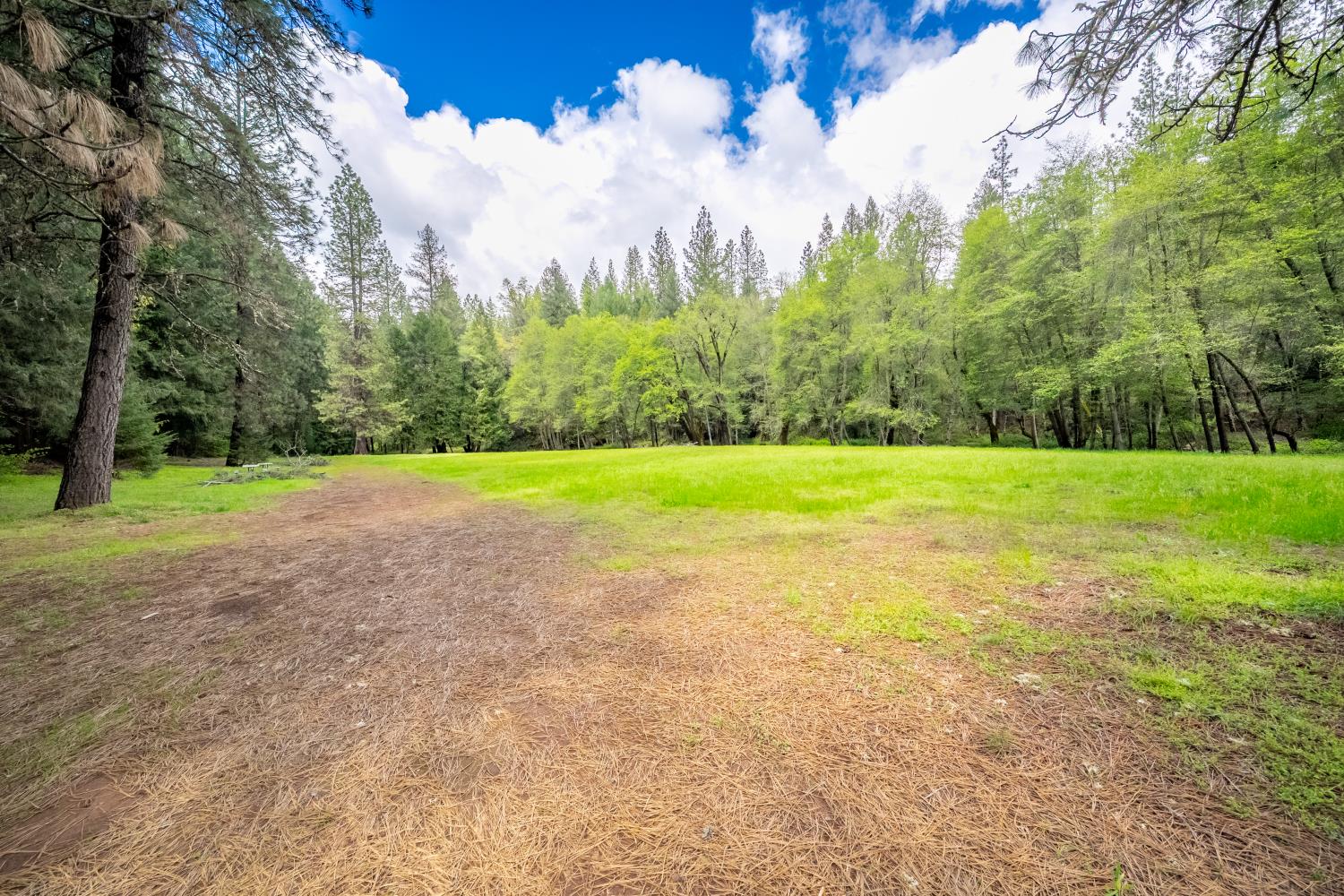 7250 Mitchell Mill Road Wilseyville, CA 95257 - Photo 29 of 56 a view of a trees with a big yard