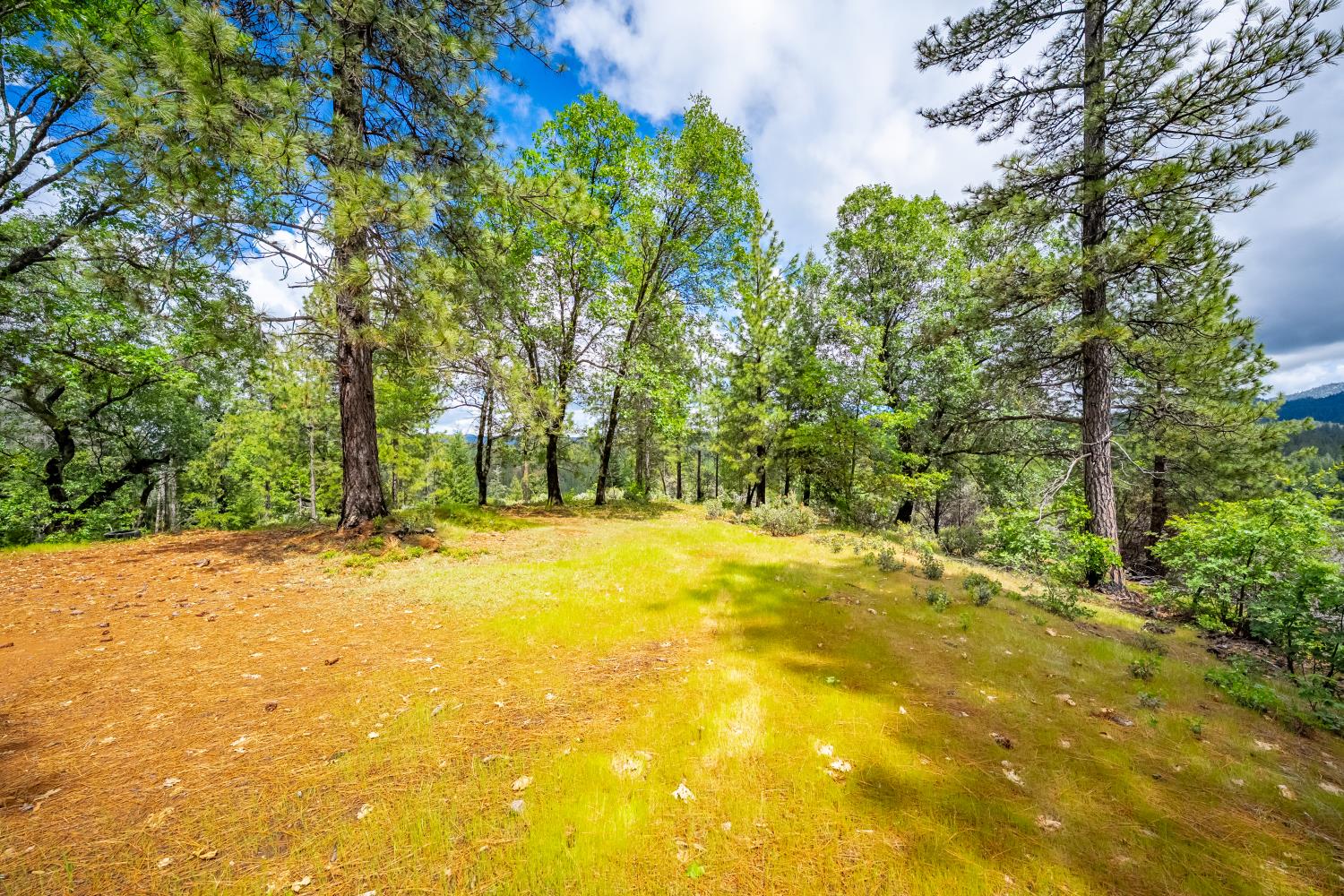 7250 Mitchell Mill Road Wilseyville, CA 95257 - Photo 36 of 56 a view of a yard with trees in the background