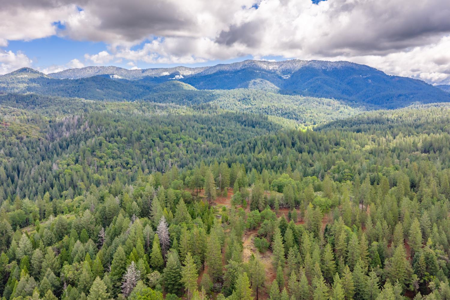 7250 Mitchell Mill Road Wilseyville, CA 95257 - Photo 40 of 56 a view of a forest