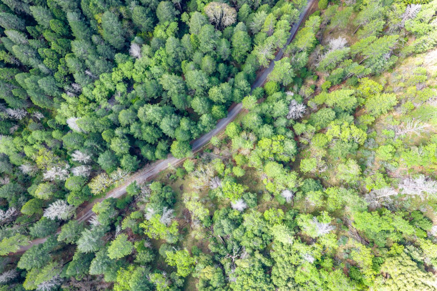 7250 Mitchell Mill Road Wilseyville, CA 95257 - Photo 45 of 56 view of a lush green forest with lots of trees
