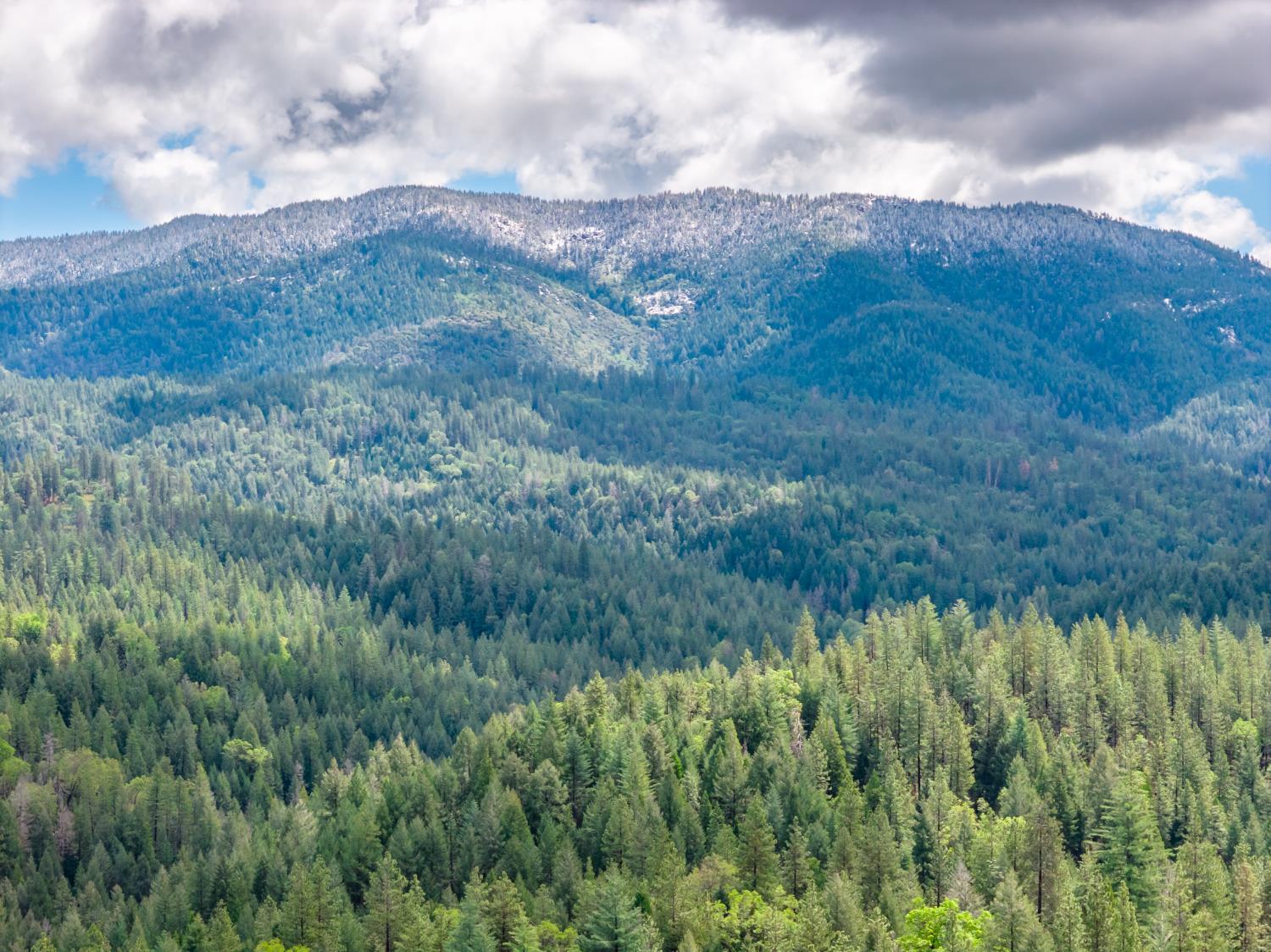 7250 Mitchell Mill Road Wilseyville, CA 95257 - Photo 55 of 56 a view of a lush green forest with lots of trees