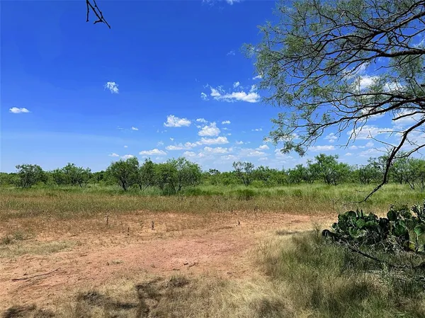 a view of a yard with plants and large trees