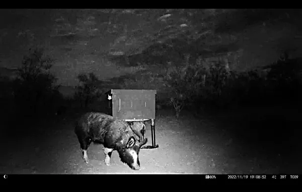 a view of a yard with large tree
