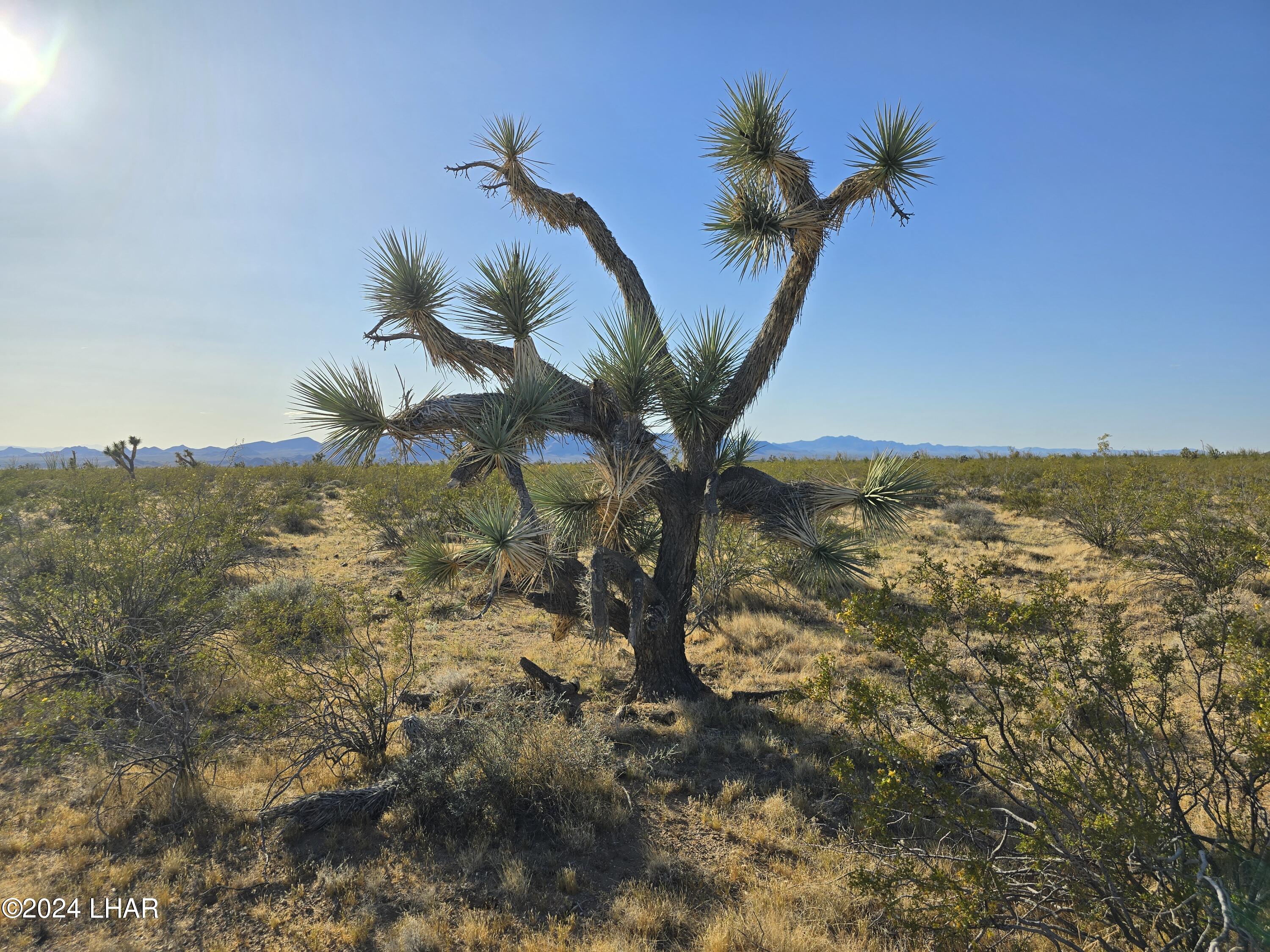 3387 South Custer Road Yucca, AZ 86438 - Photo 11 of 17 20240428_173620