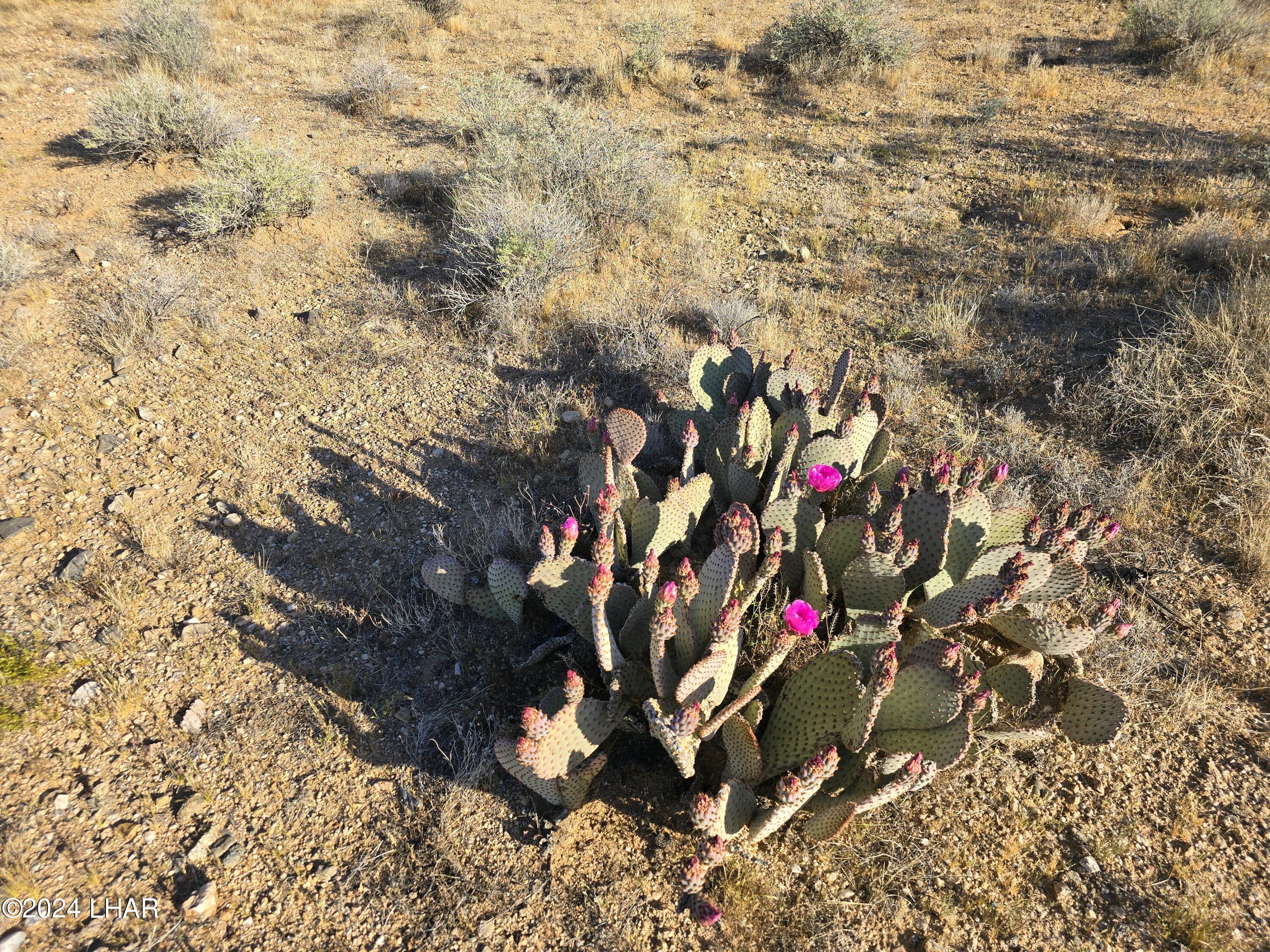 3387 South Custer Road Yucca, AZ 86438 - Photo 16 of 17 20240428_173809