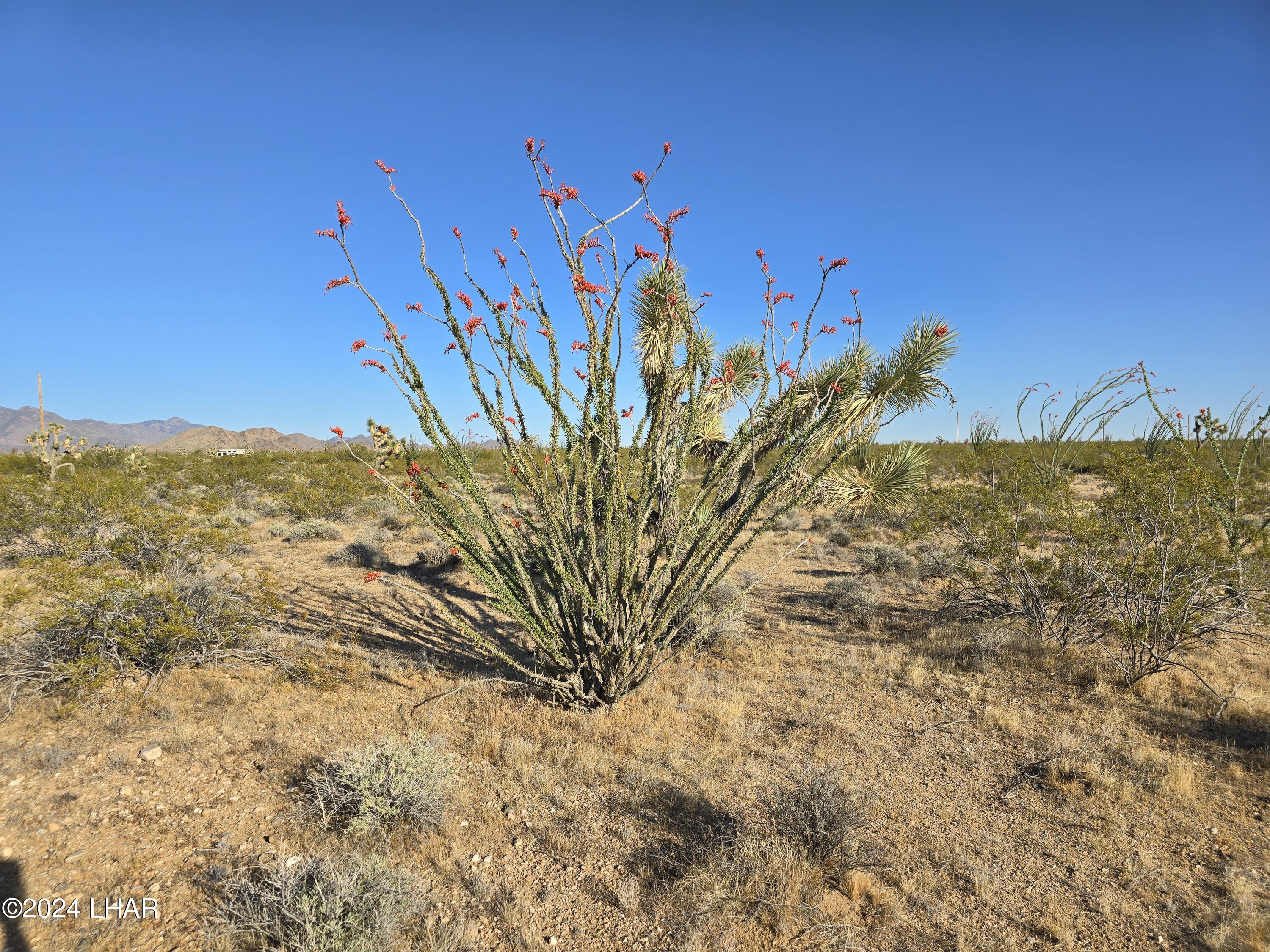 3387 South Custer Road Yucca, AZ 86438 - Photo 17 of 17 20240428_173816