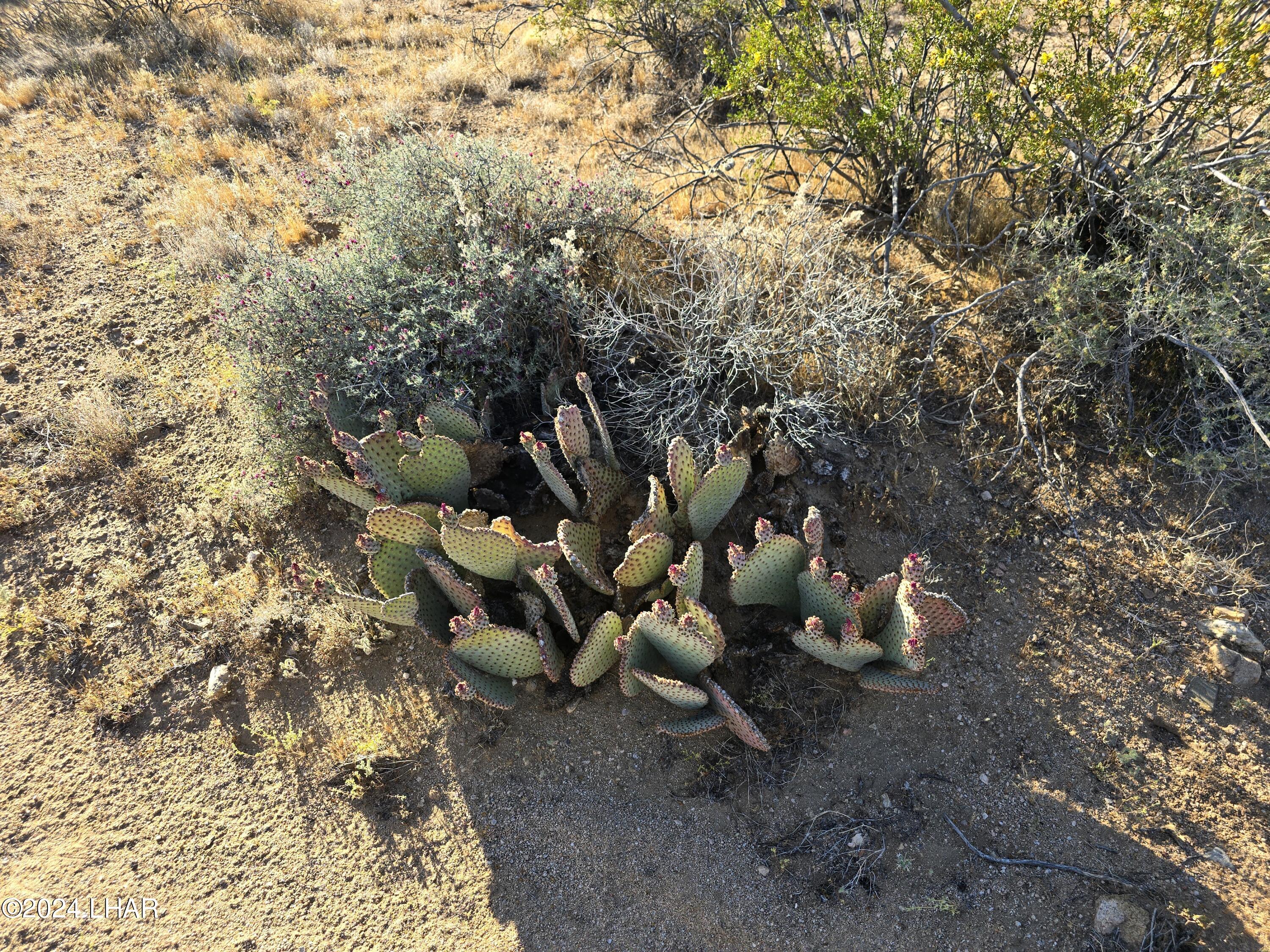 3387 South Custer Road Yucca, AZ 86438 - Photo 10 of 17 20240428_173708