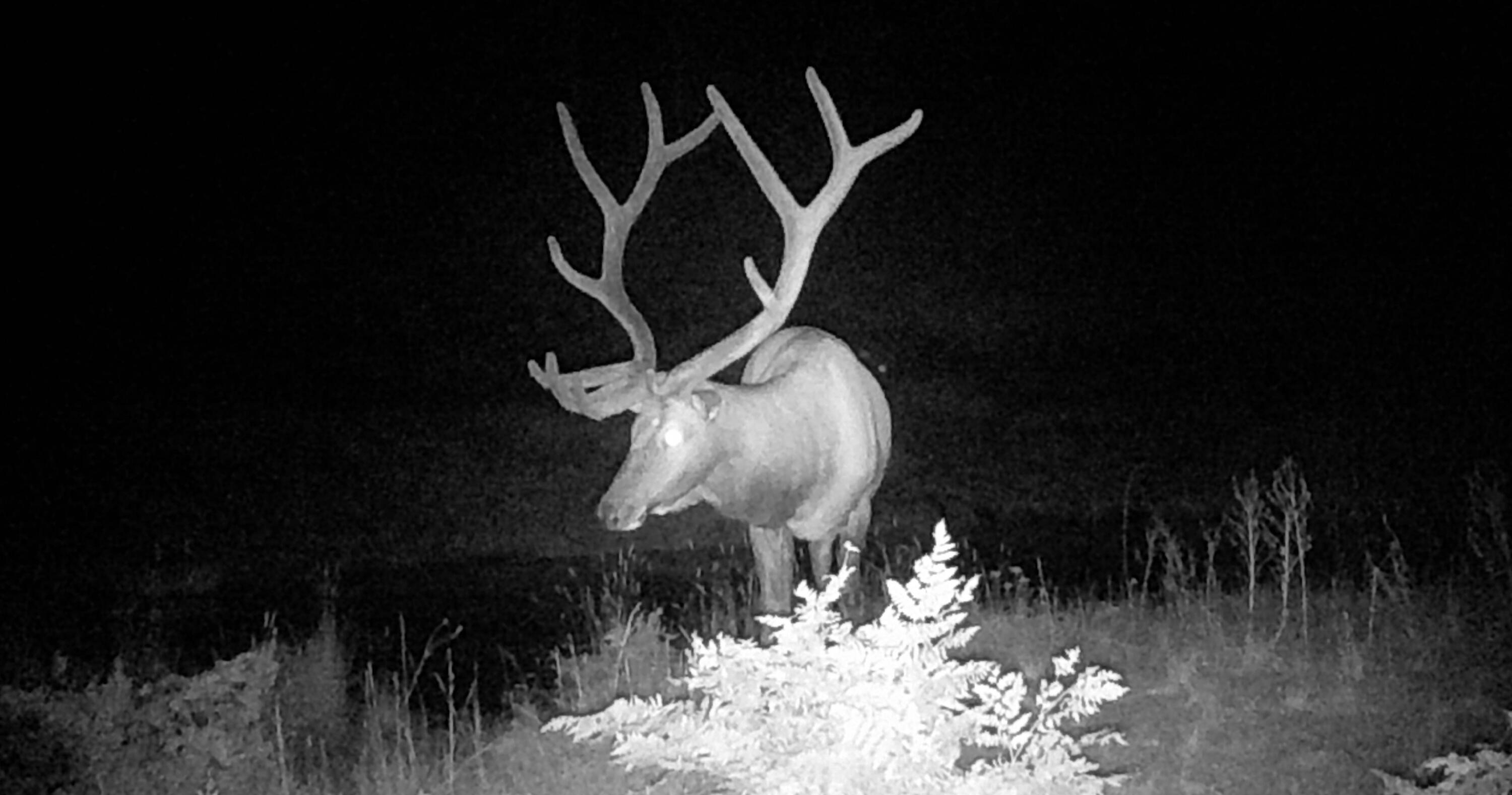 Tbd Tbd Ms Road Road Glade Park, CO 81523 - Photo 15 of 20 Camel_Point_BigGame_02