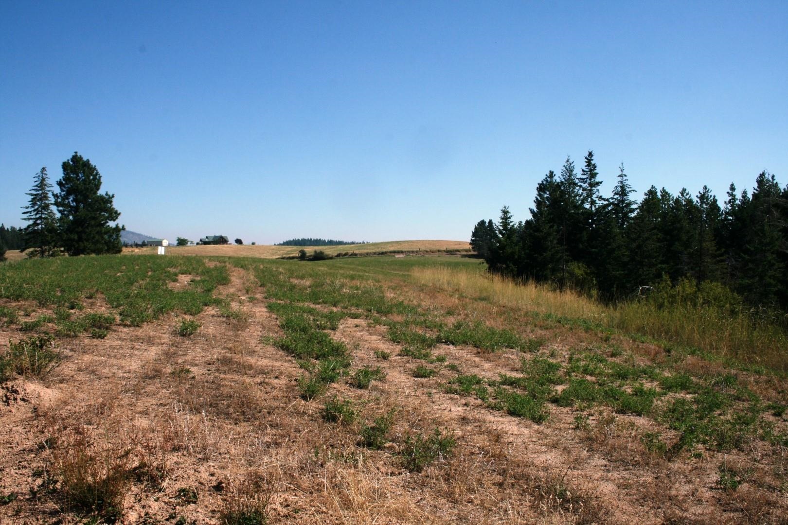 5203 Olinger Road Springdale, WA 99173 - Photo 13 of 24