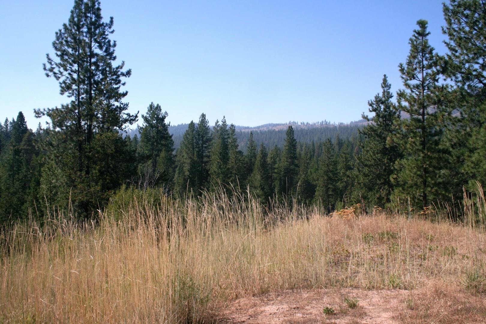 5203 Olinger Road Springdale, WA 99173 - Photo 16 of 24