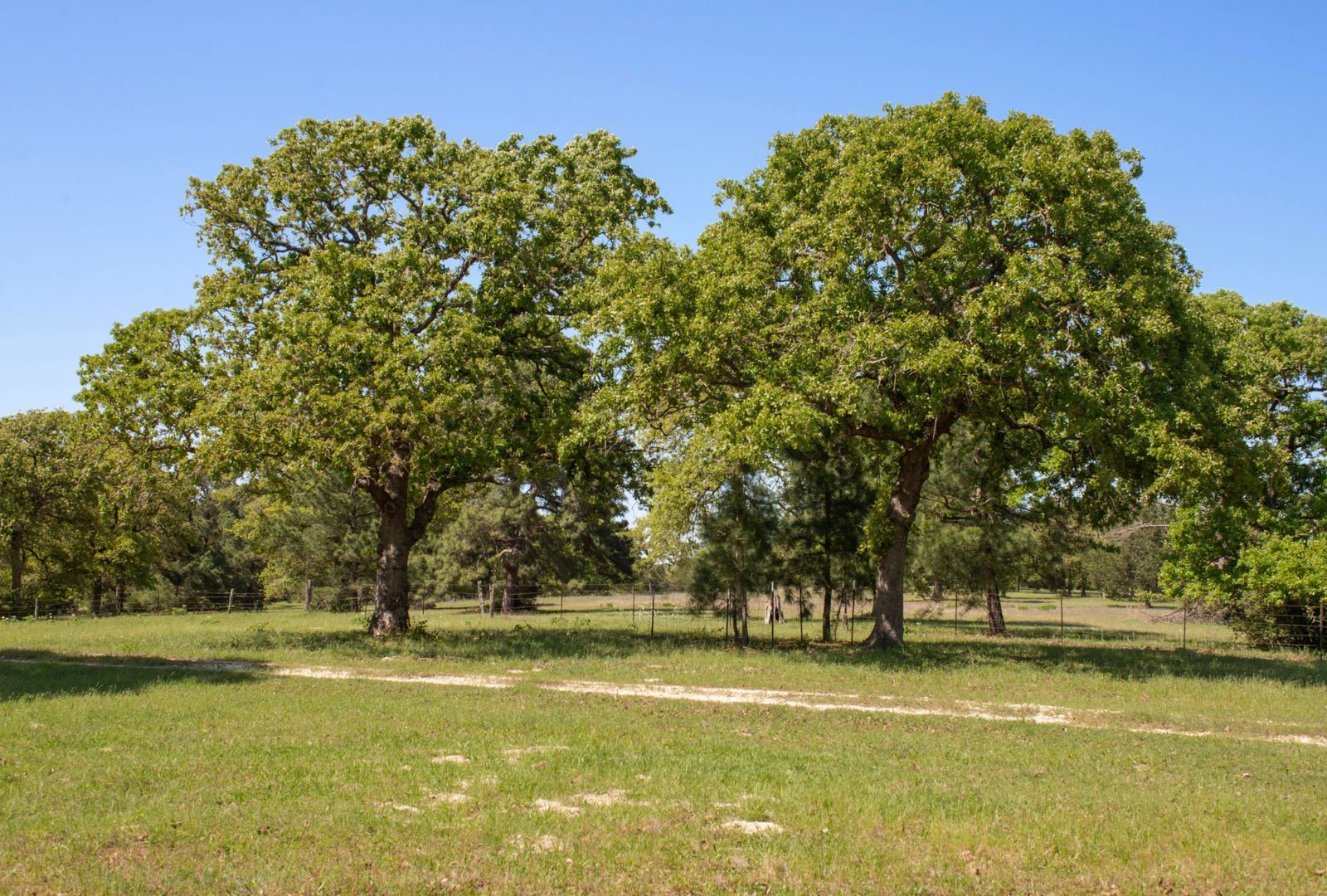 490 John Craft Road Red Rock, TX 78662 - Photo 24 of 40