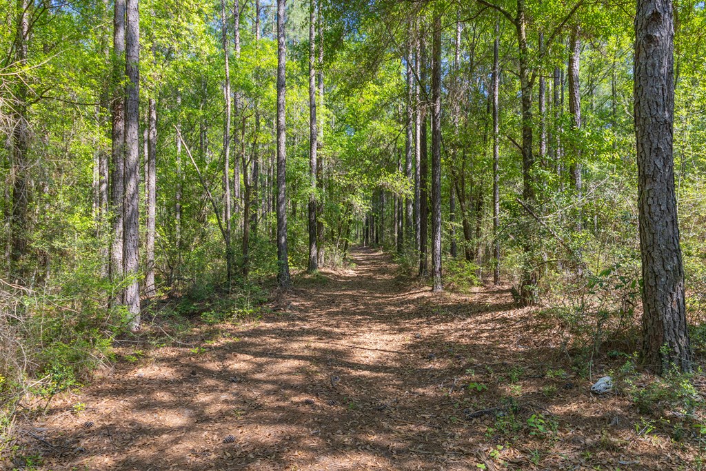 165-acres Harrison Road Kinston, AL 36453 - Photo 3 of 26