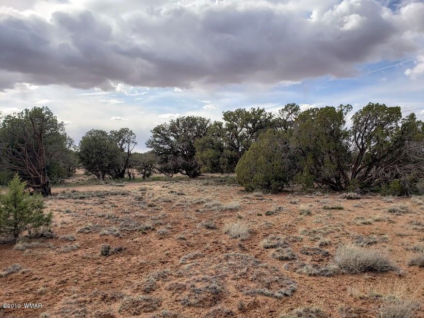 4362 Colt Road Snowflake, AZ 85937 - Photo 4 of 20 a view of a dry yard with trees