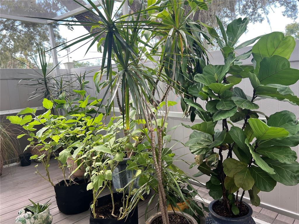 11375 Corrigan Street Spring Hill, FL 34609 - Photo 27 of 36 a plant with a plant