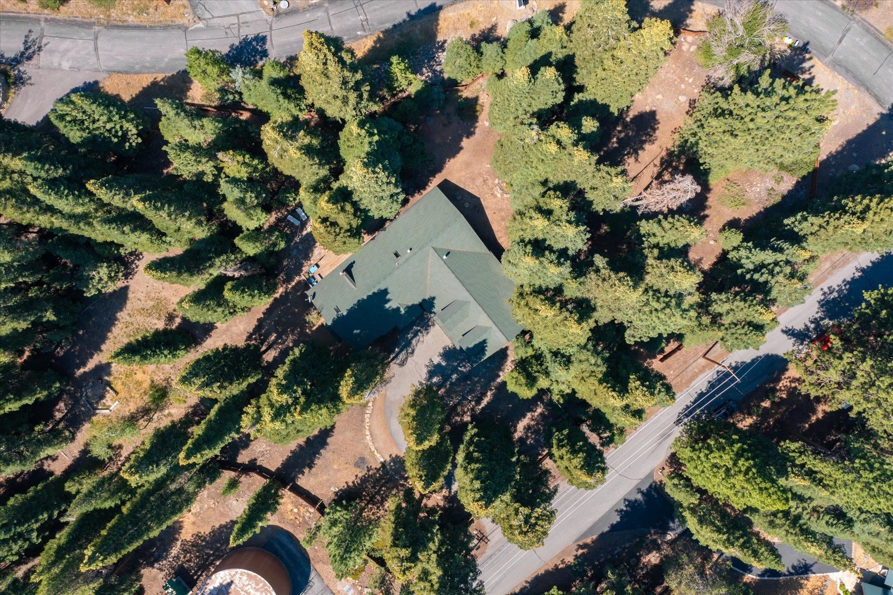 11013 Beacon Road Truckee, CA 96161 - Photo 2 of 20 a plant that is in a garden