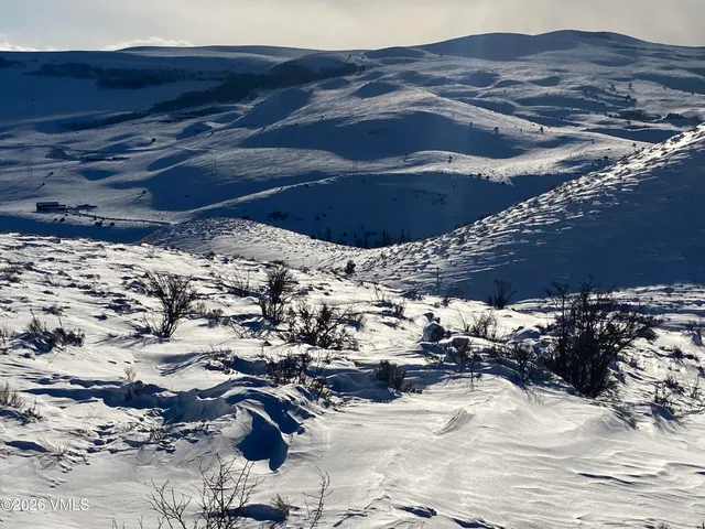 a view of a large tree