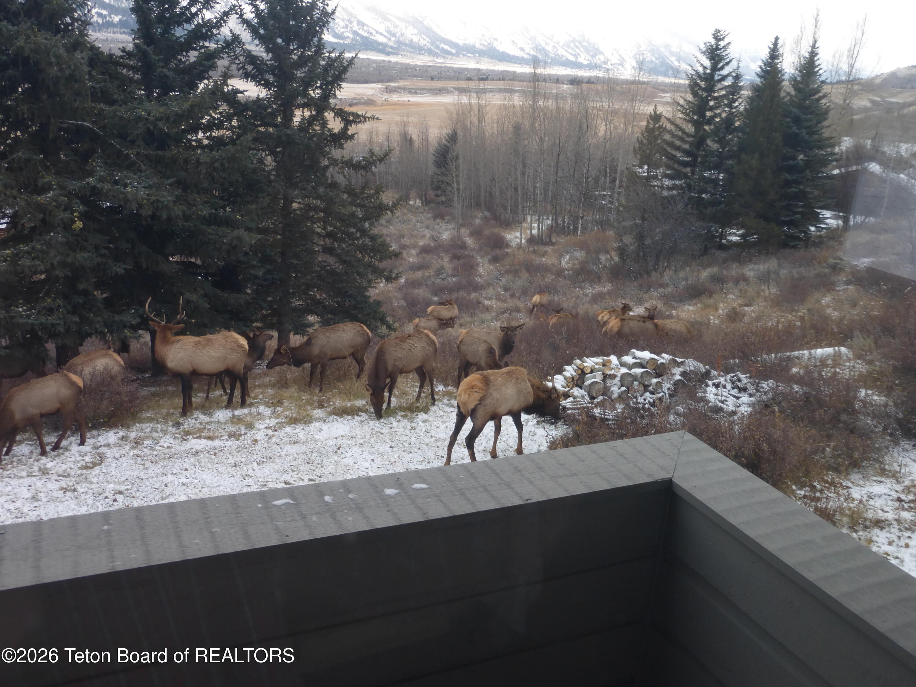 575 North Bar Y Road Jackson, WY 83001 - Photo 42 of 49 Elk herd in the fall with Tetons