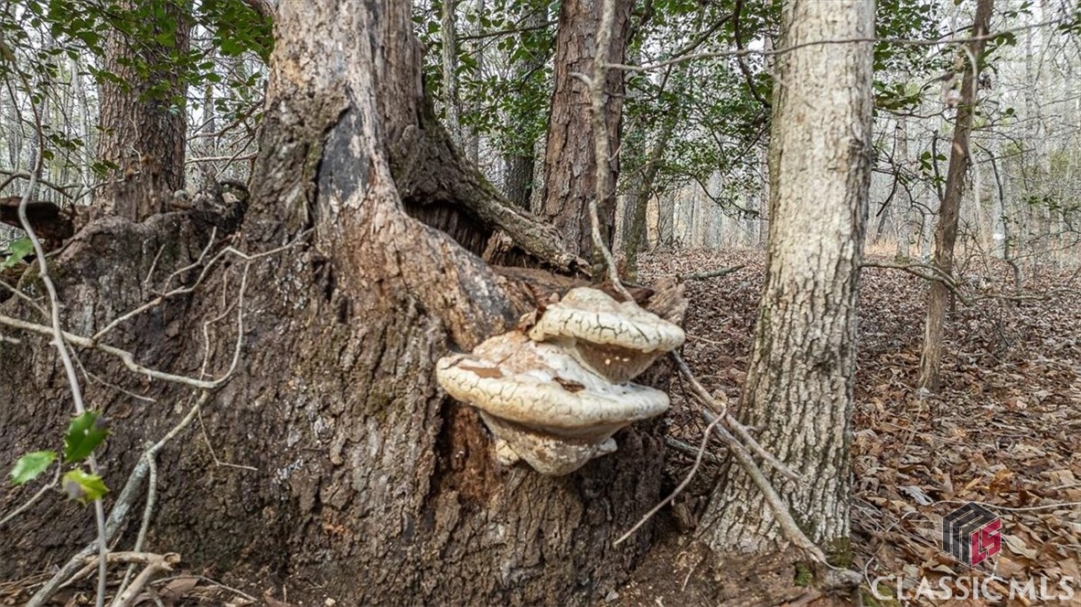 1257 Seymour Road Bowman, GA 30624 - Photo 58 of 74