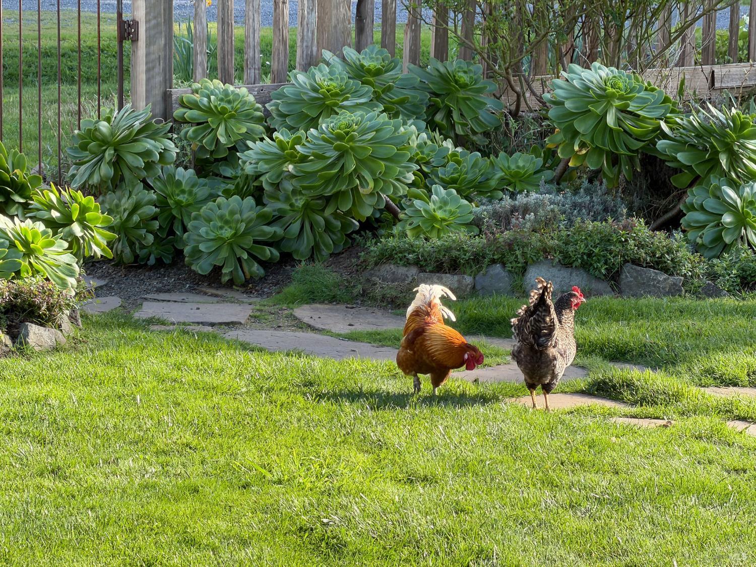 43700 Mountain View Road Manchester, CA 95459 - Photo 50 of 88 a view of a backyard with plants and garden