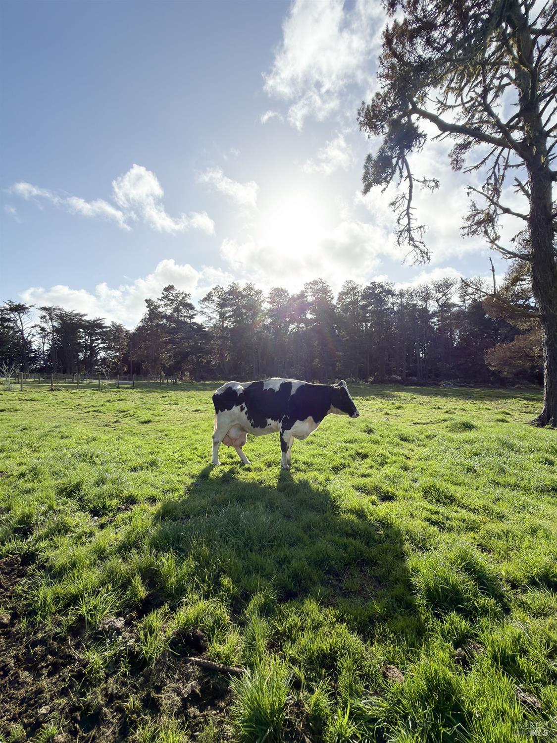 43700 Mountain View Road Manchester, CA 95459 - Photo 60 of 74