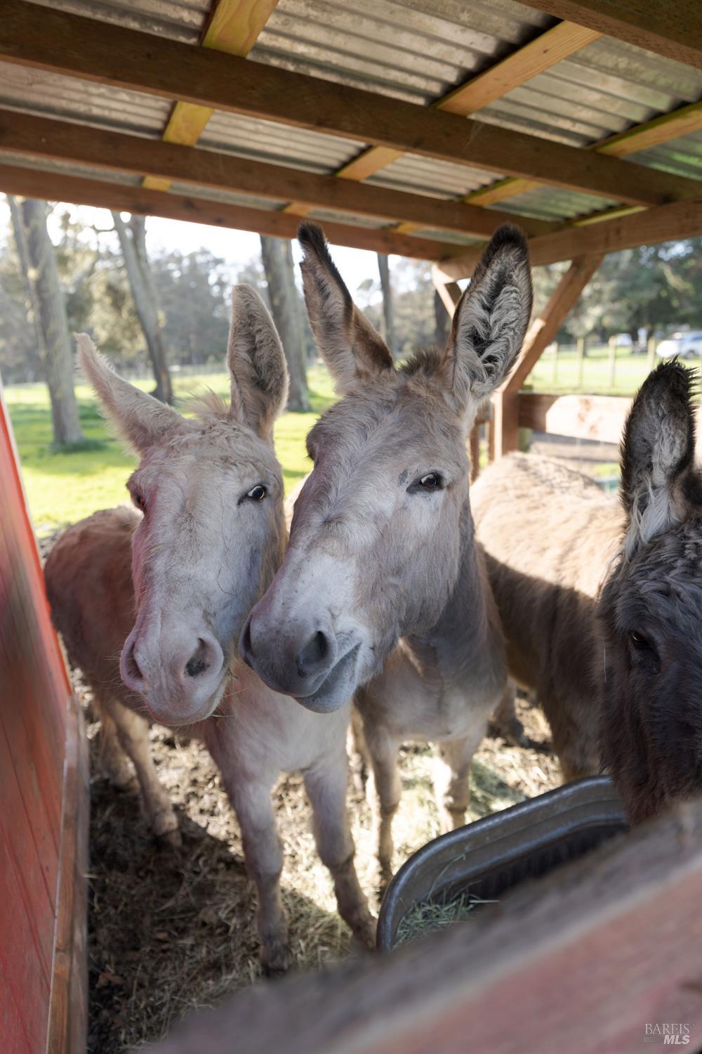 43700 Mountain View Road Manchester, CA 95459 - Photo 65 of 74